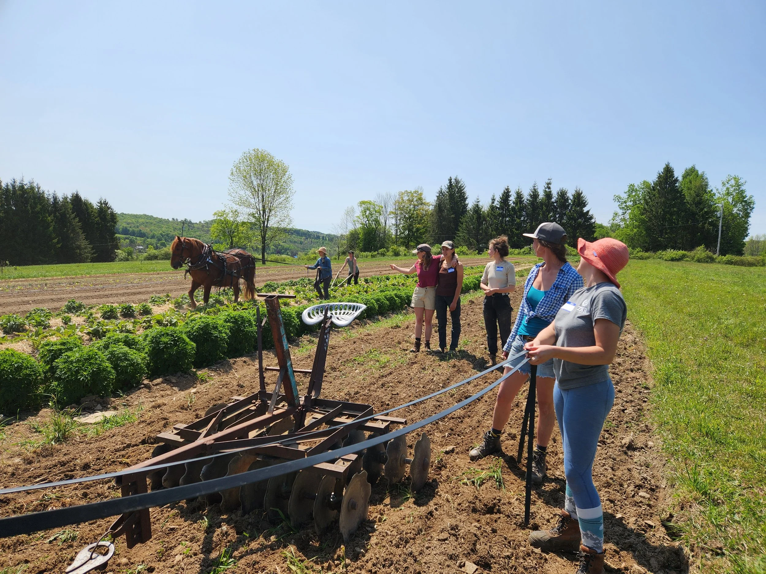 Plowing workshop at Draft Animal Power Network's LGBTQ Field Day gathering.