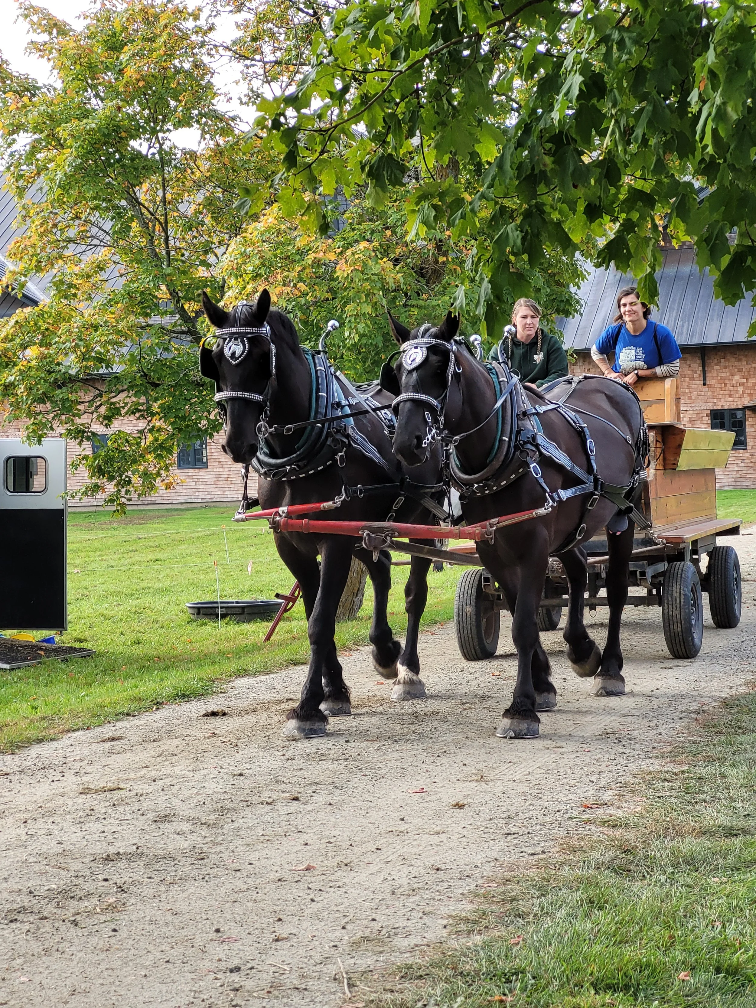 Two horse team pulling cart down dirt road. Shelburne Farms. Draft Animal Power Field Days 2023.