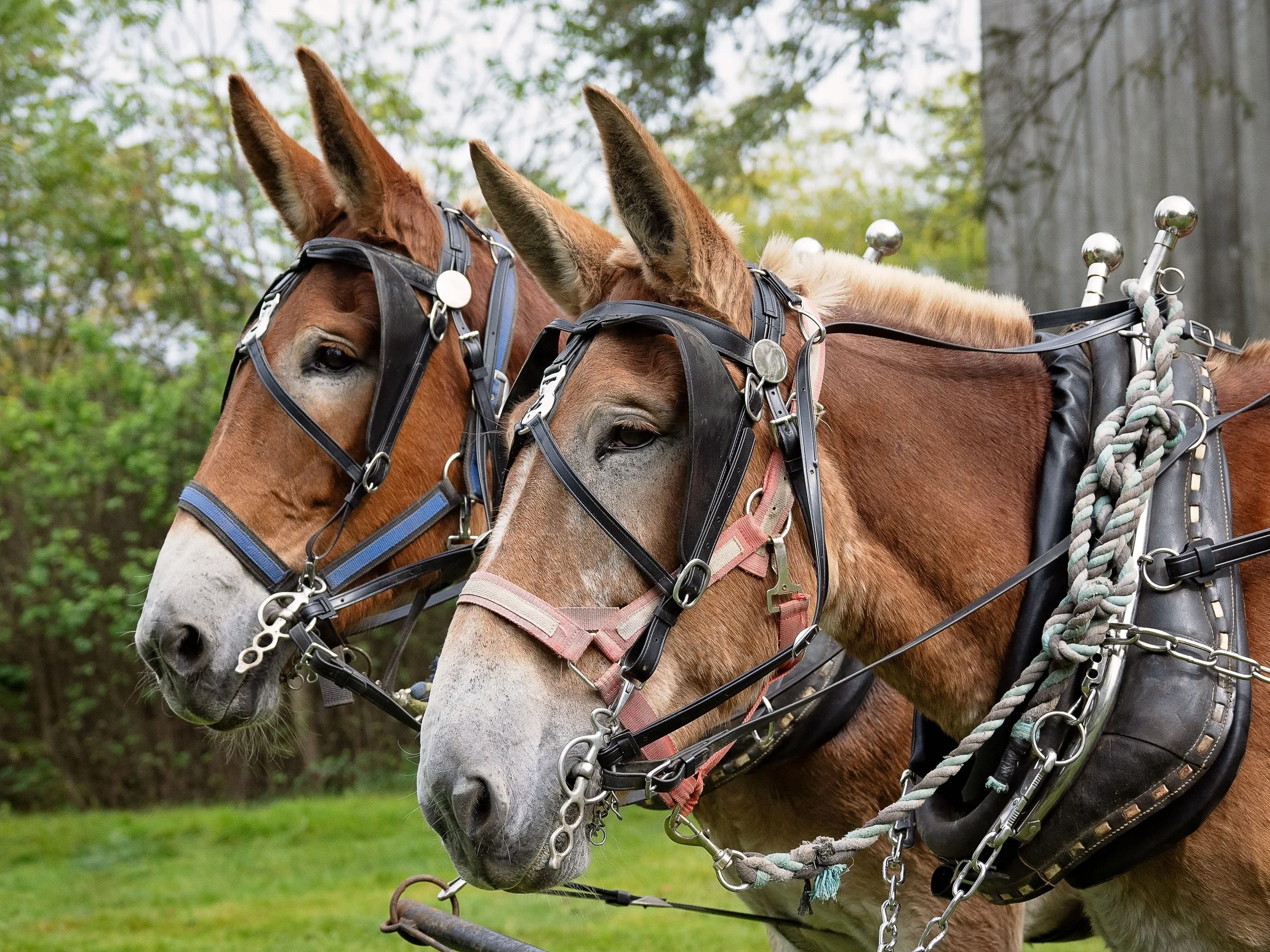 Two horse team at Draft Animal Power Field Days 2024. Carole Wiley photo.