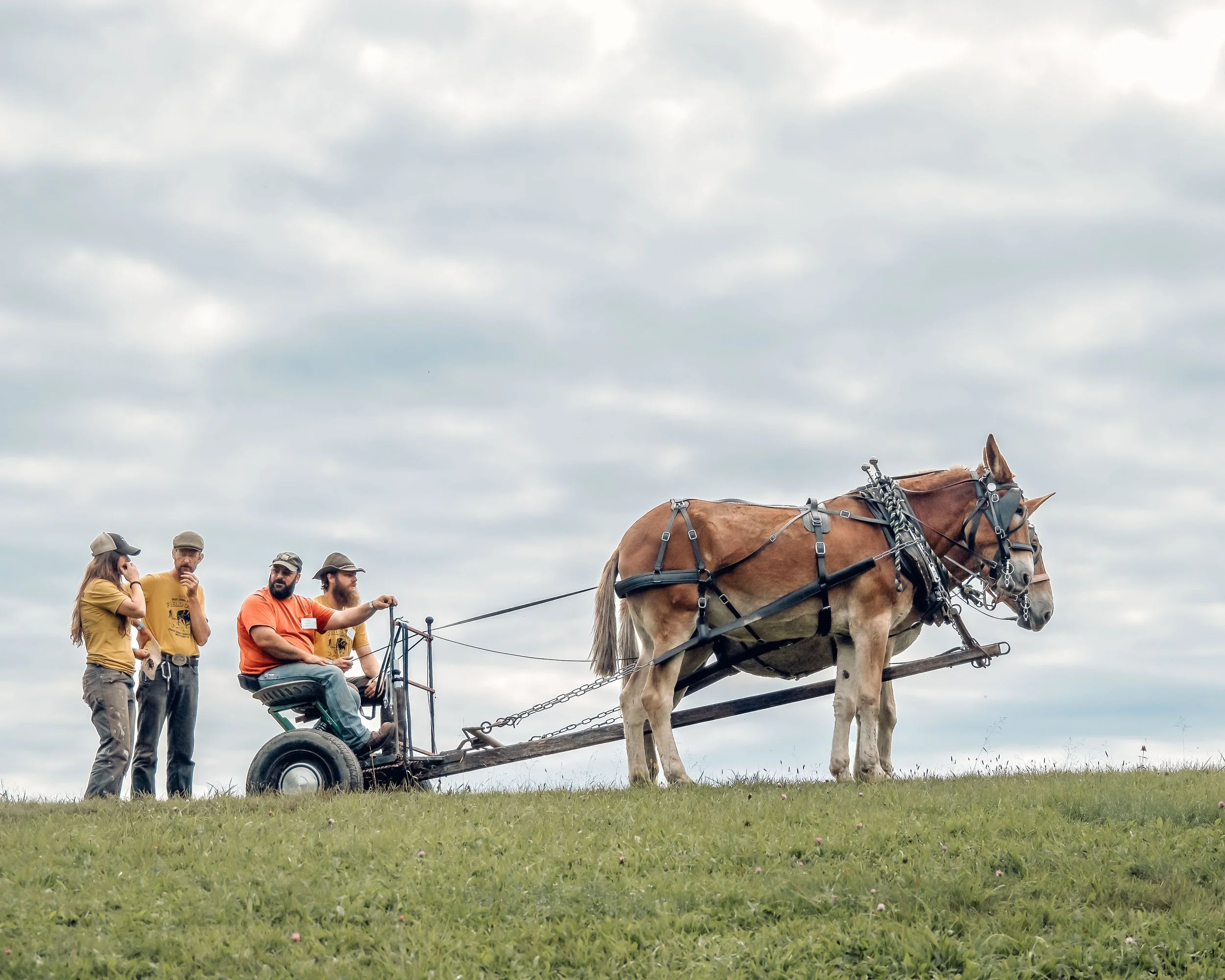 Horse team pulling cart at Draft Animal Power Field Days 2024. Carole Wiley photo.
