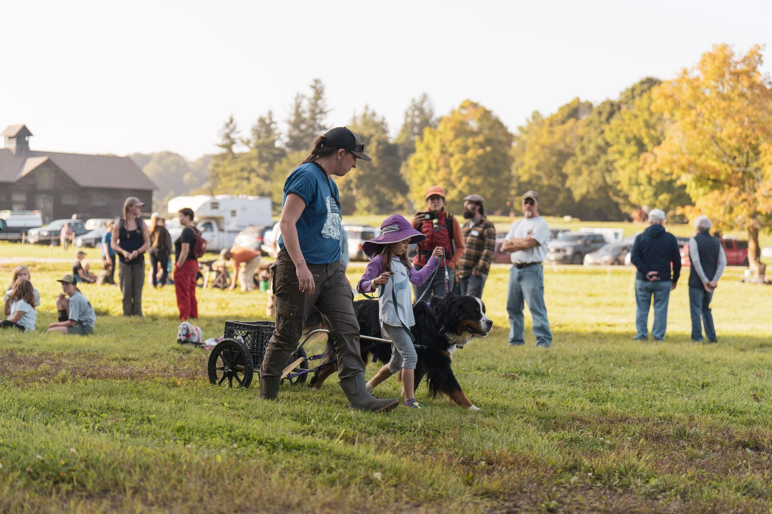 Draft dog pulling cart with kid during workshop at Draft Animal Power Field Days 2023.