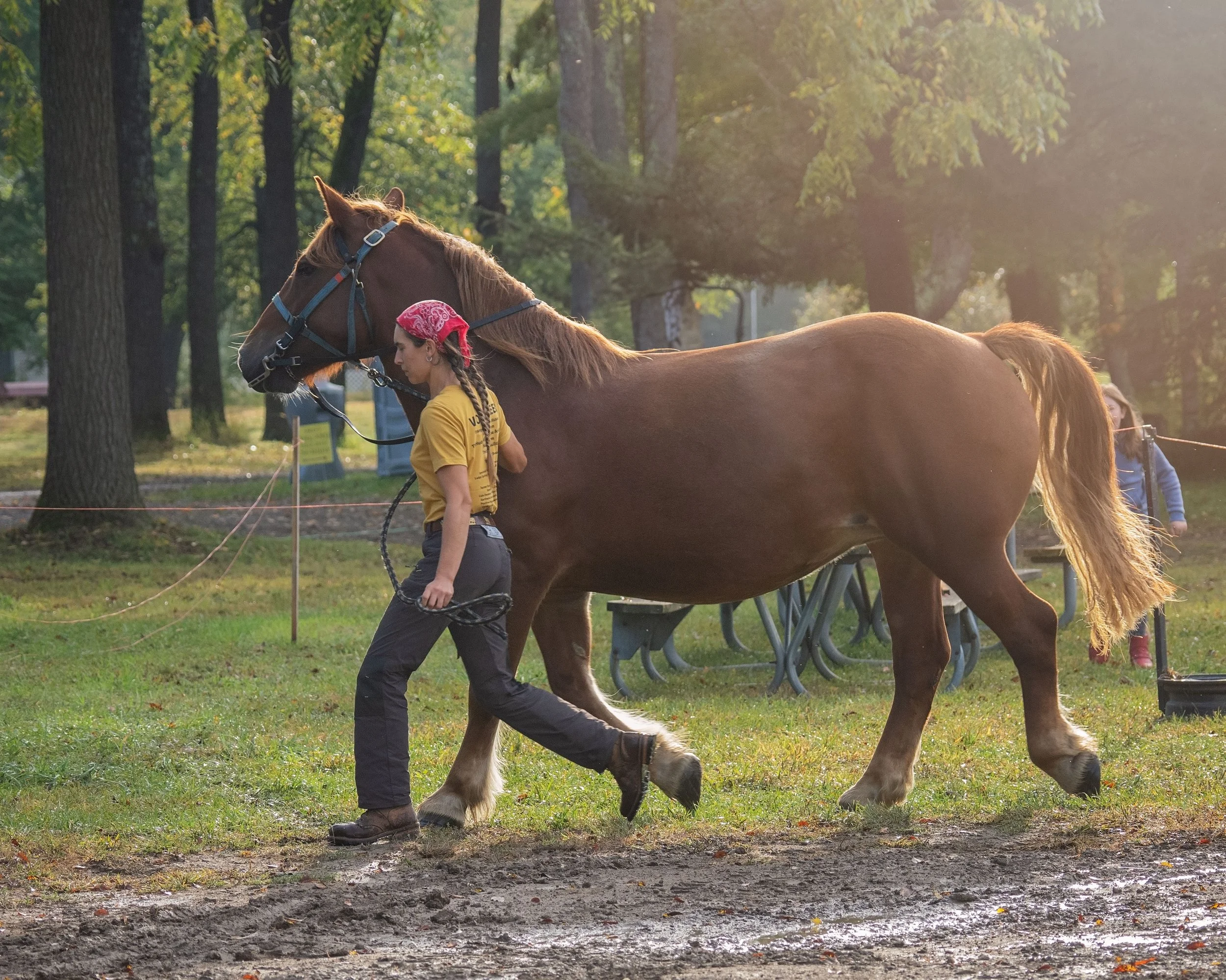 Woman farmer training her draft horse at Draft Animal Power Field Days 2024. Carole Wiley photo.