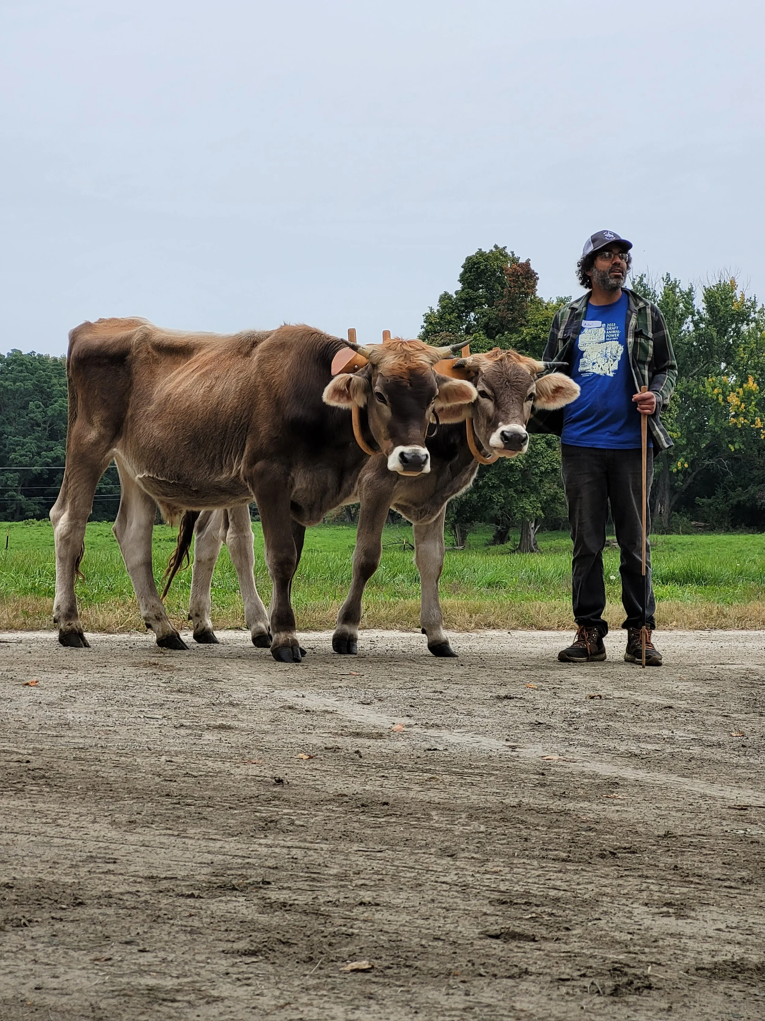 Two oxen team at Draft Animal Power Field Days 2023.