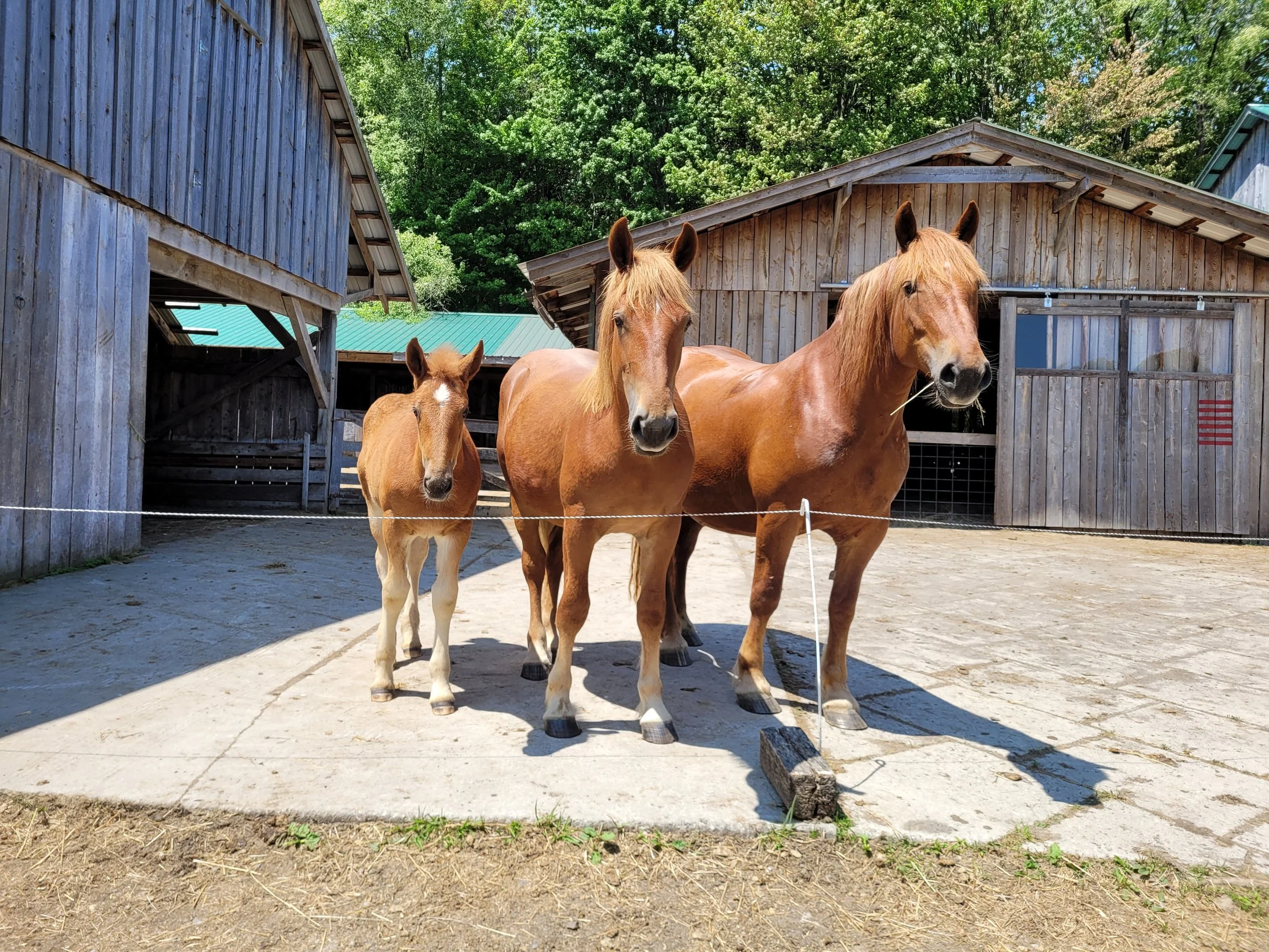 Yearling and two chestnut colored draft horses at Draft Animal Power Network's LGBTQ Field Day gathering.