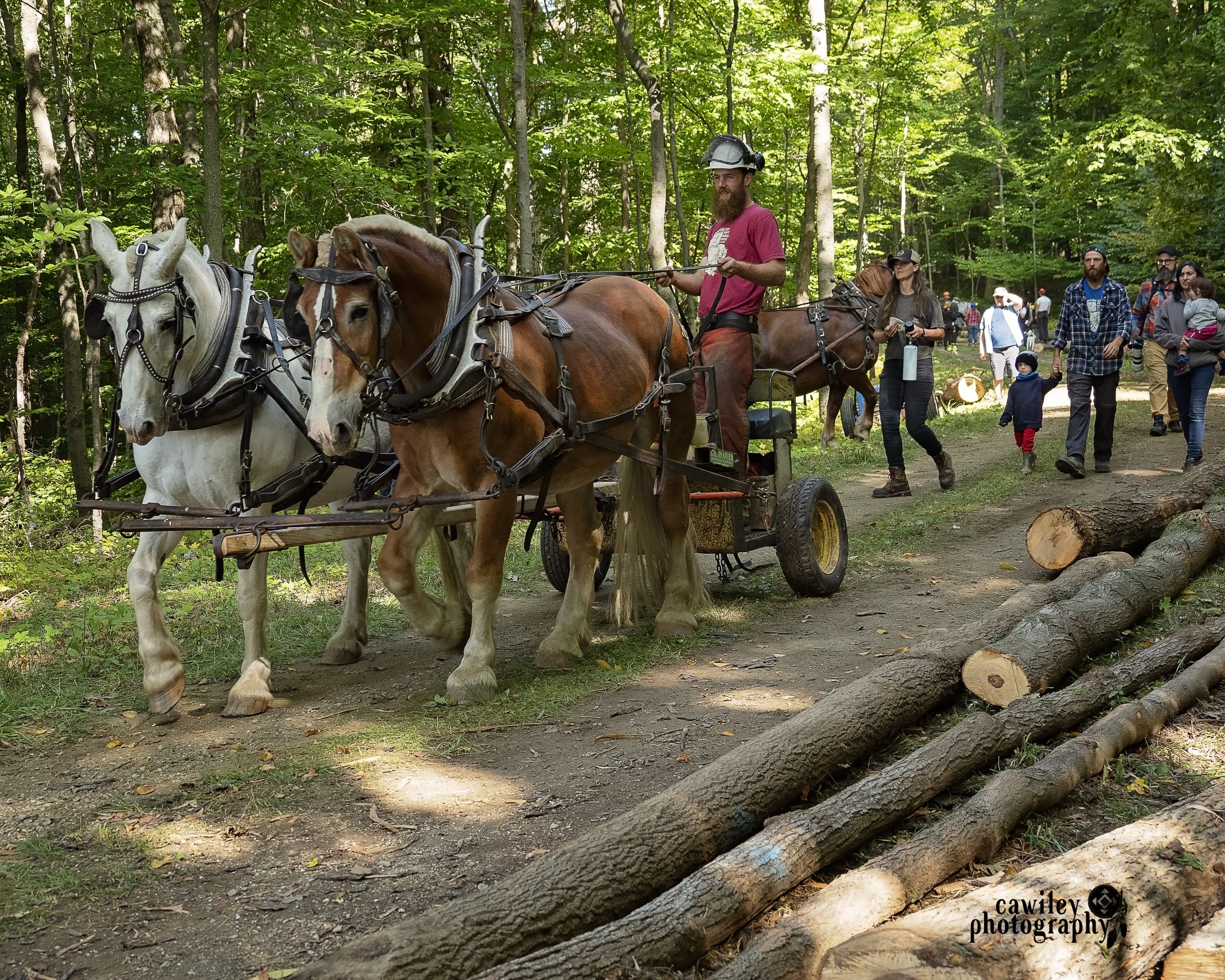 Logging horse team workshop at Draft Animal Power Field Days 2023.
