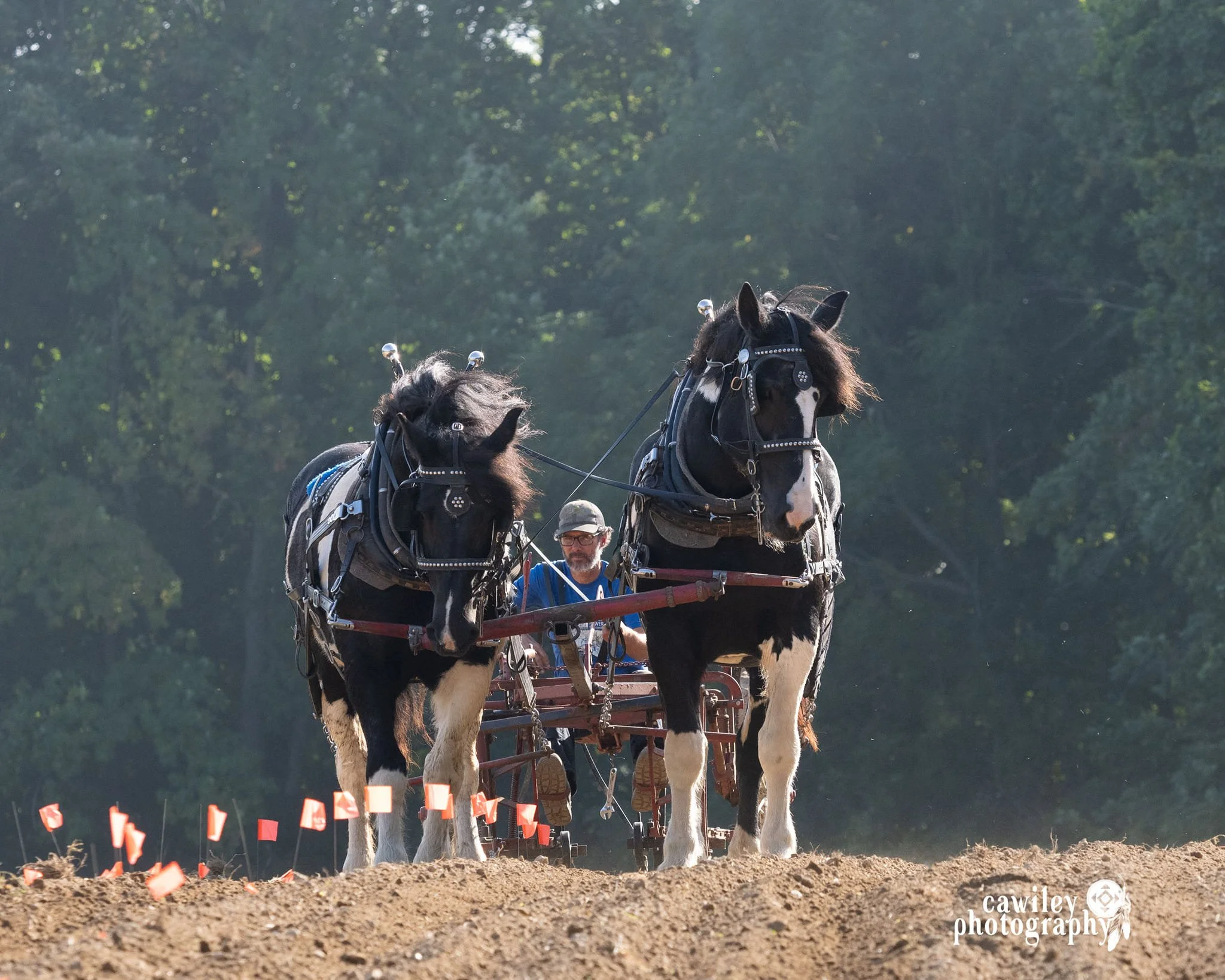 Two draft horse at Draft Animal Power Field Days 2023.