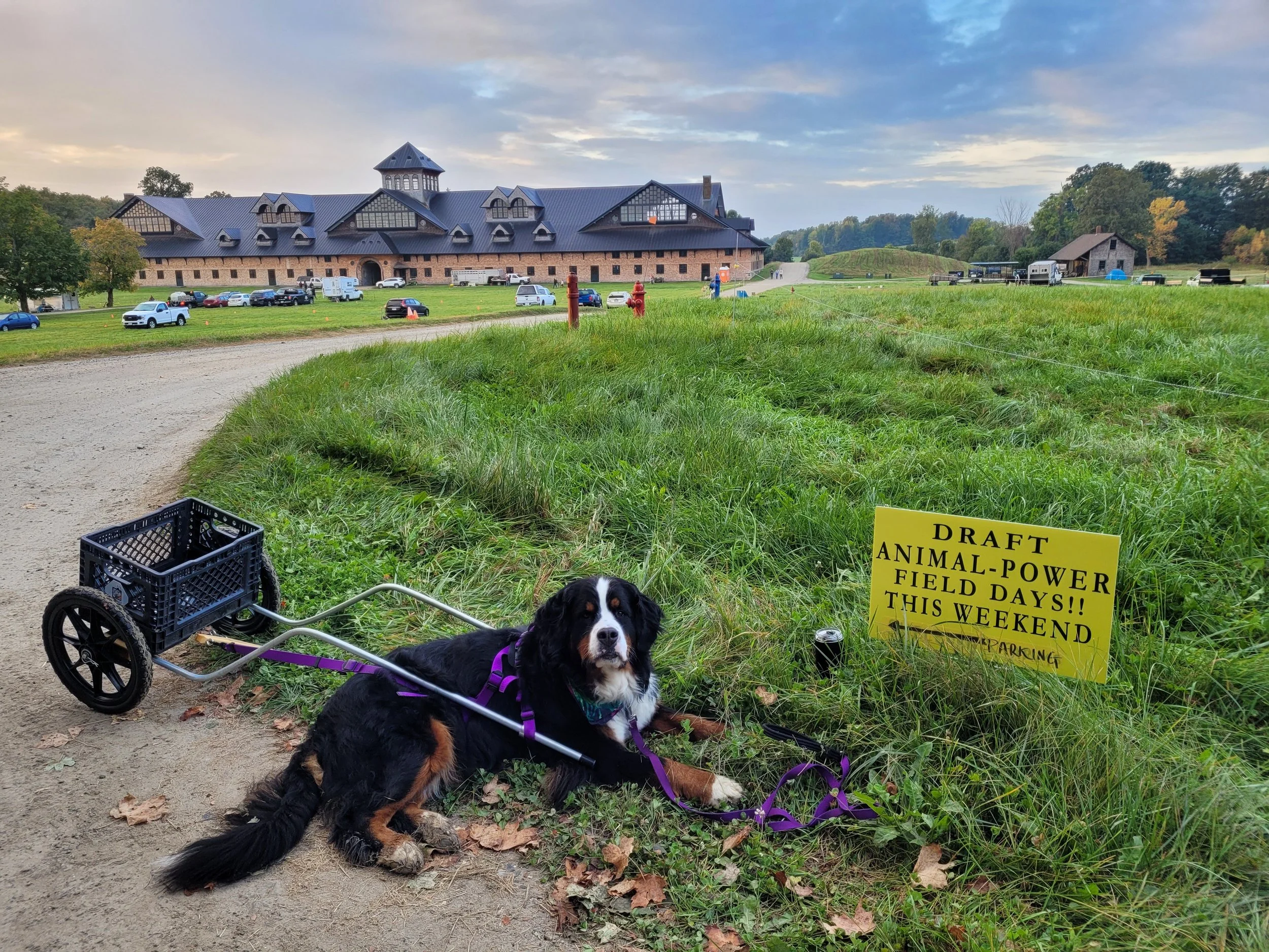 Draft dog with cart takes a break outside Shelburne Farms Breeding Barn at Draft Animal Power Field Days 2023.