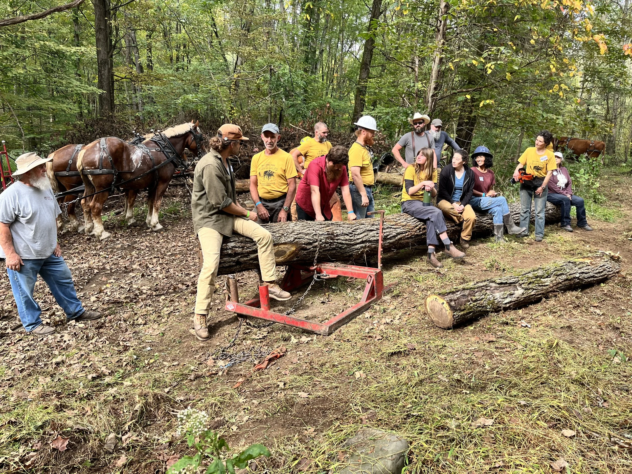 Logging workshop at Draft Animal Power Field Days 2024. Carole Wiley photo.