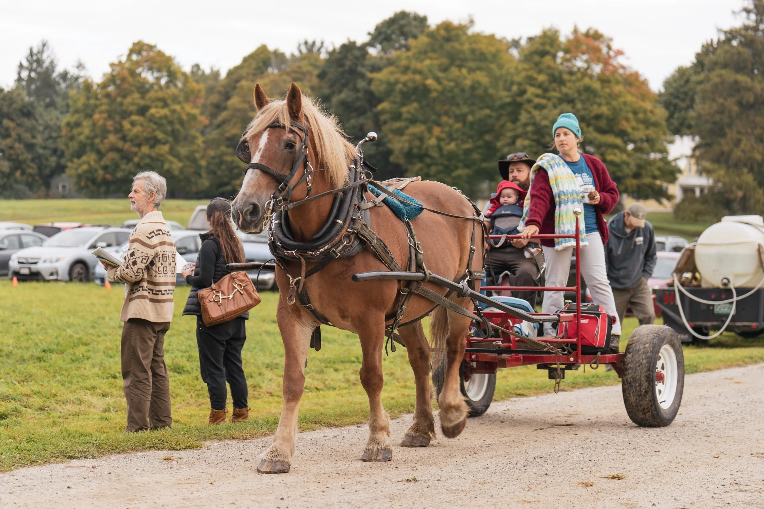 Large draft horse pulling cart at Draft Animal Power Field Days 2023.