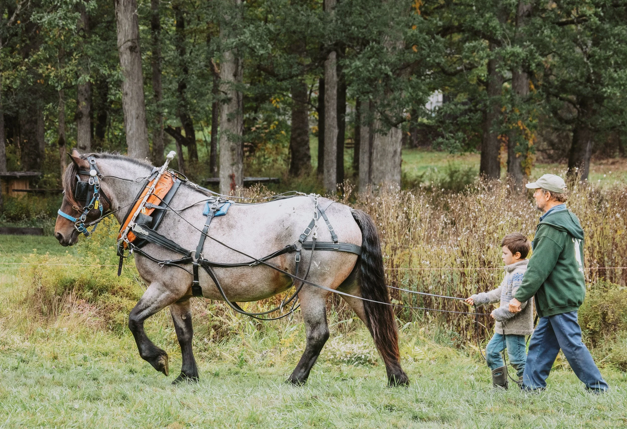 Young boy learning to lead a draft horse during a workshop at Draft Animal Power Field Days 2024. Carole Wiley photo.