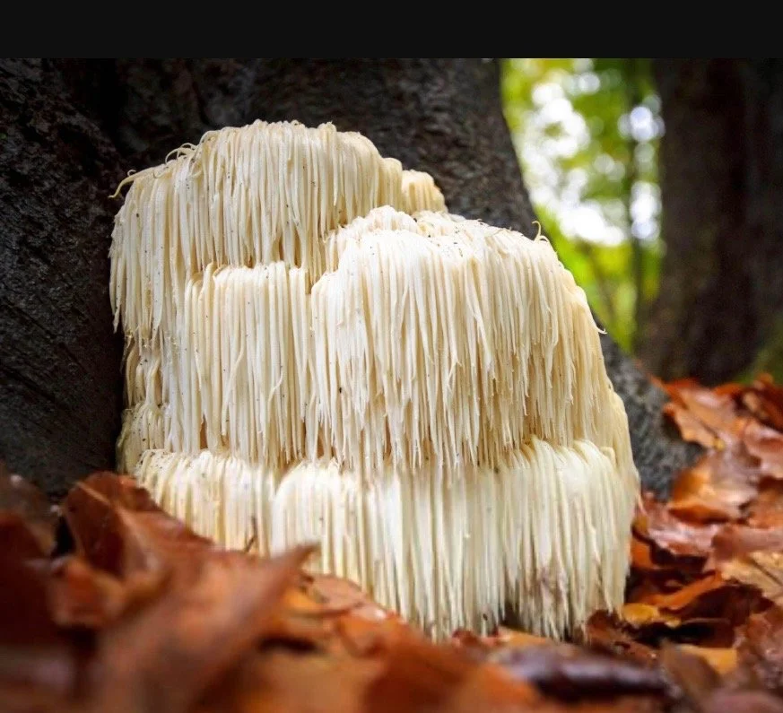 Rooted In Spores