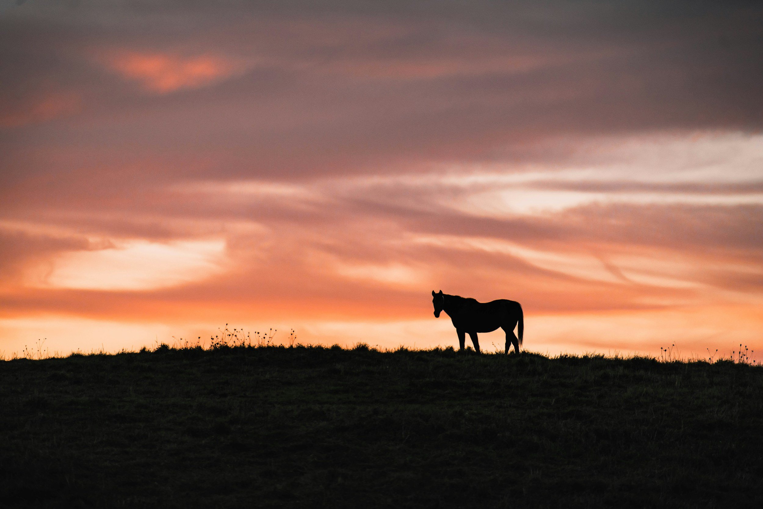 Return to the Magical Rhythm A Wellness Retreat at Wild Hearts Equine Therapy Center