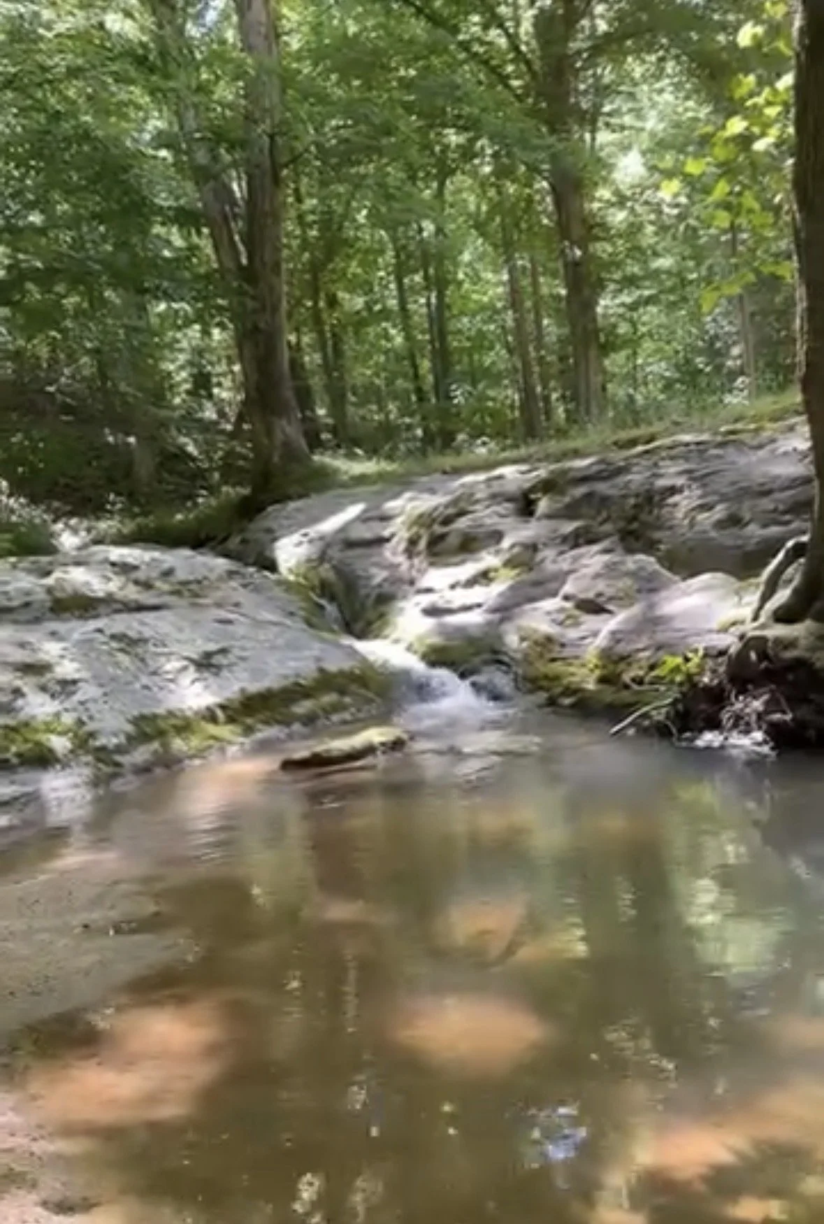 Forest Sound Bath