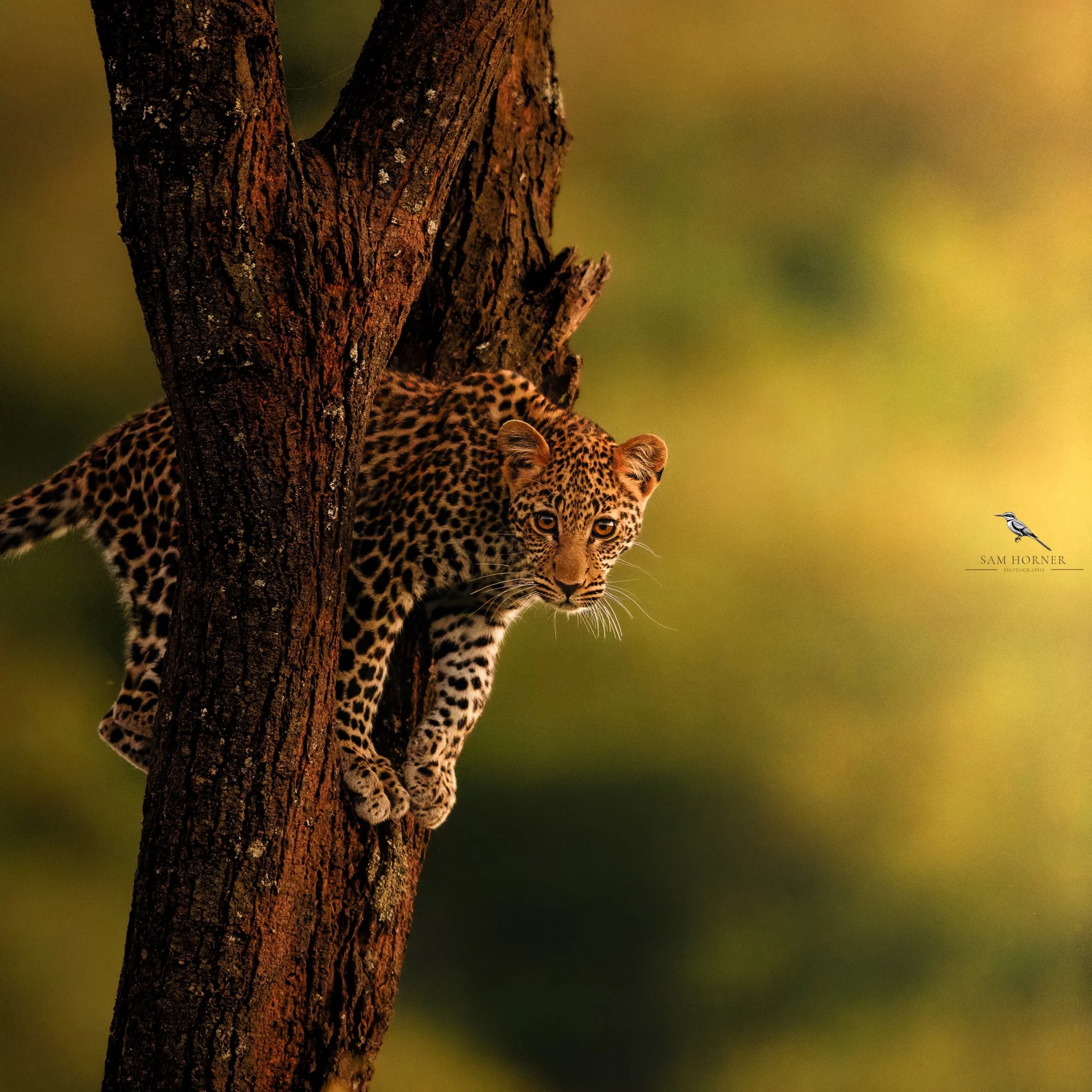 Sam Horner Photography-8.jpg
