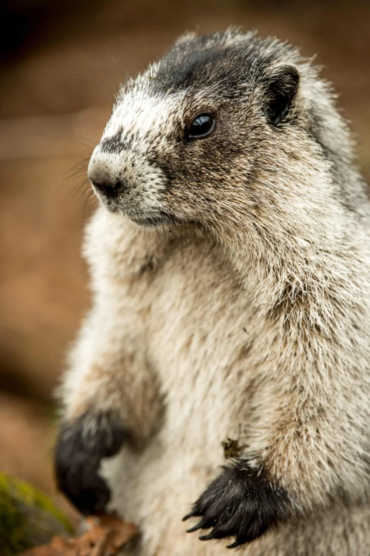 jpeg-optimizer_123_Emily_Mount.jpg