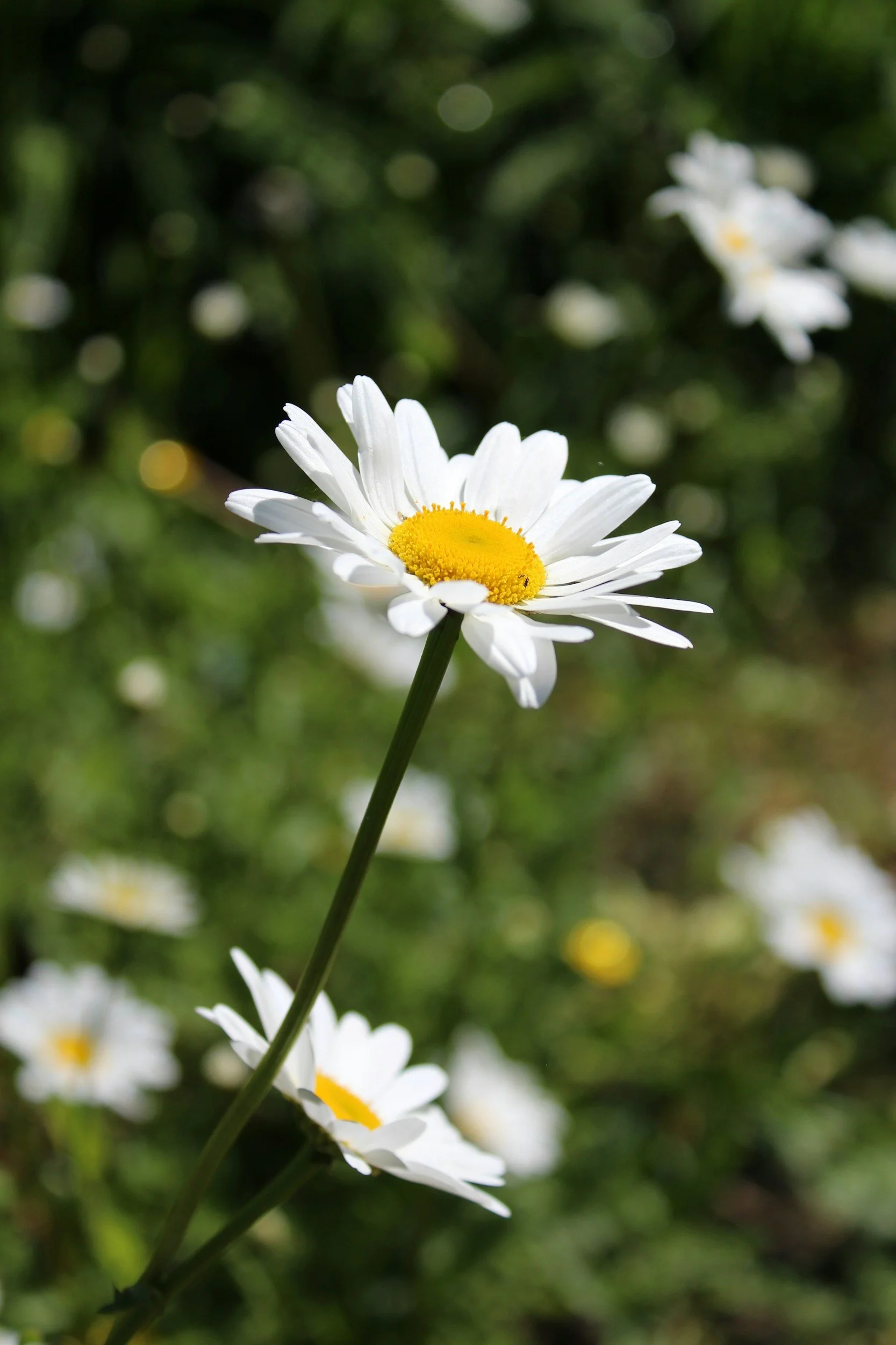 Close-up of a white daisy flower with a yellow center against a blurred green background.