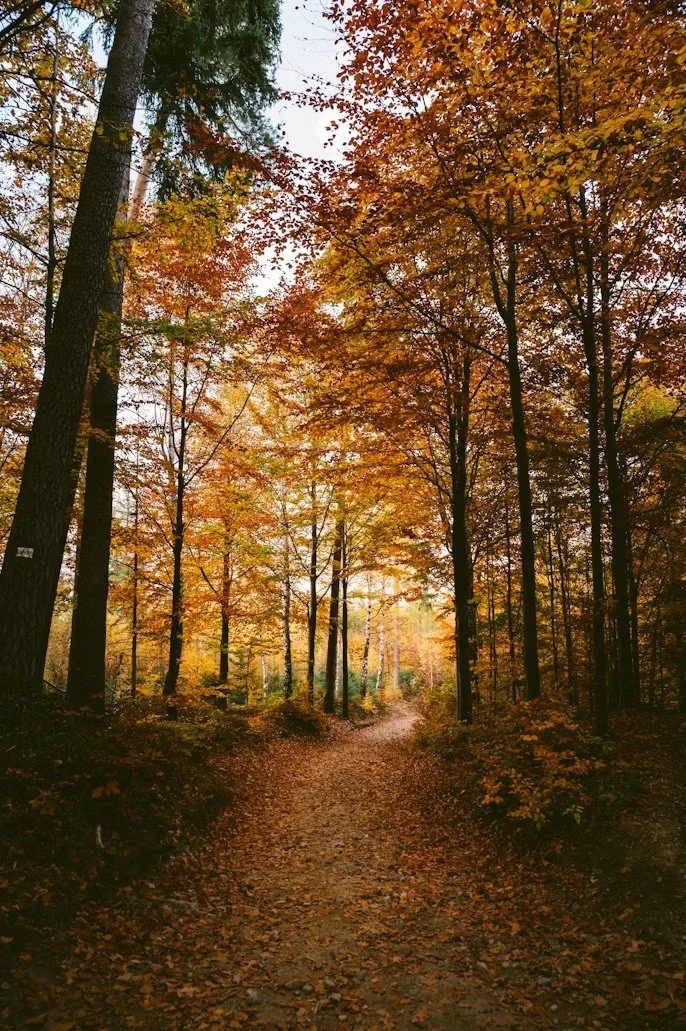 An autumn path, the cover of Times and Seasons