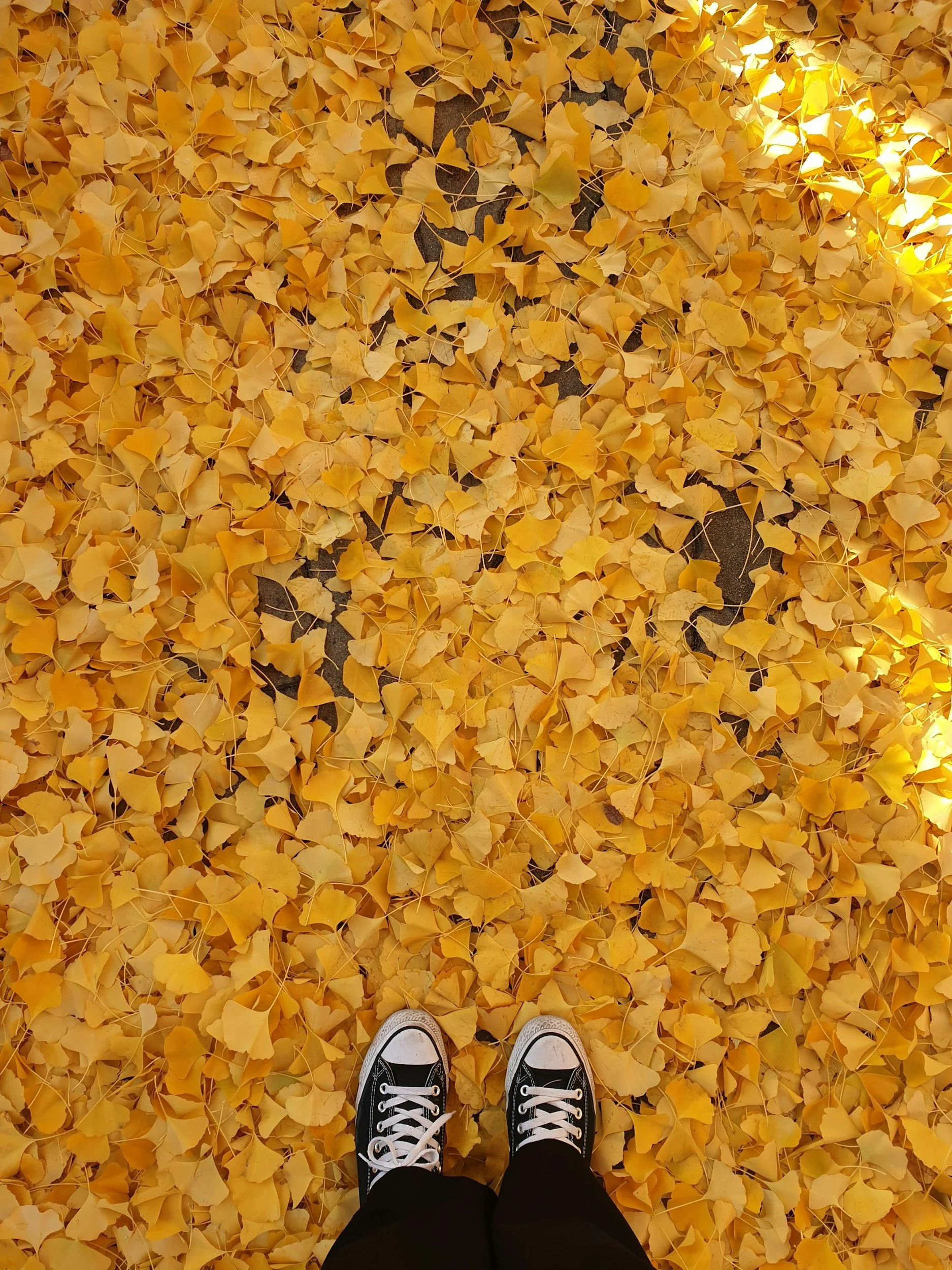 Yellow Leafies &amp; Pompom Beanies