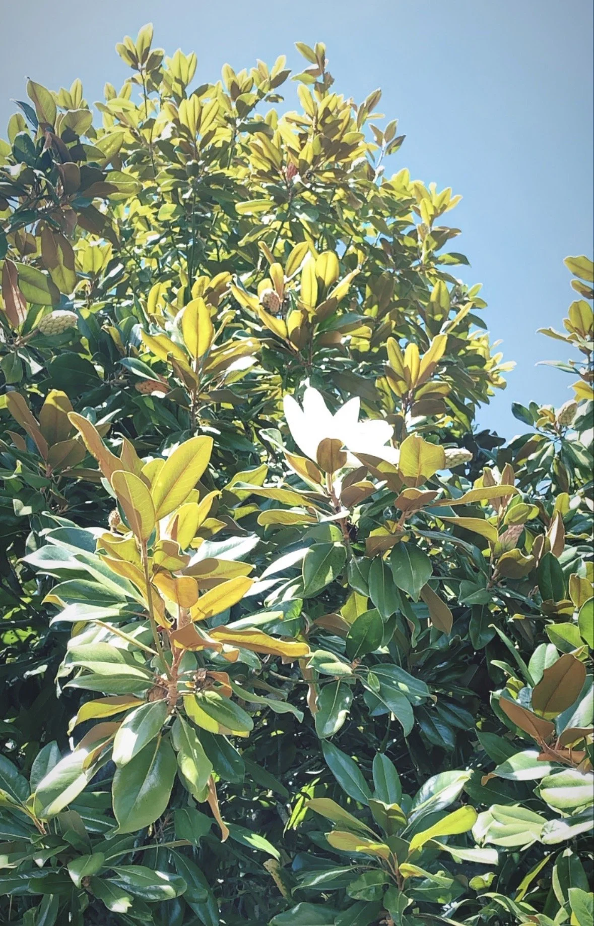 More Than The Magnolias