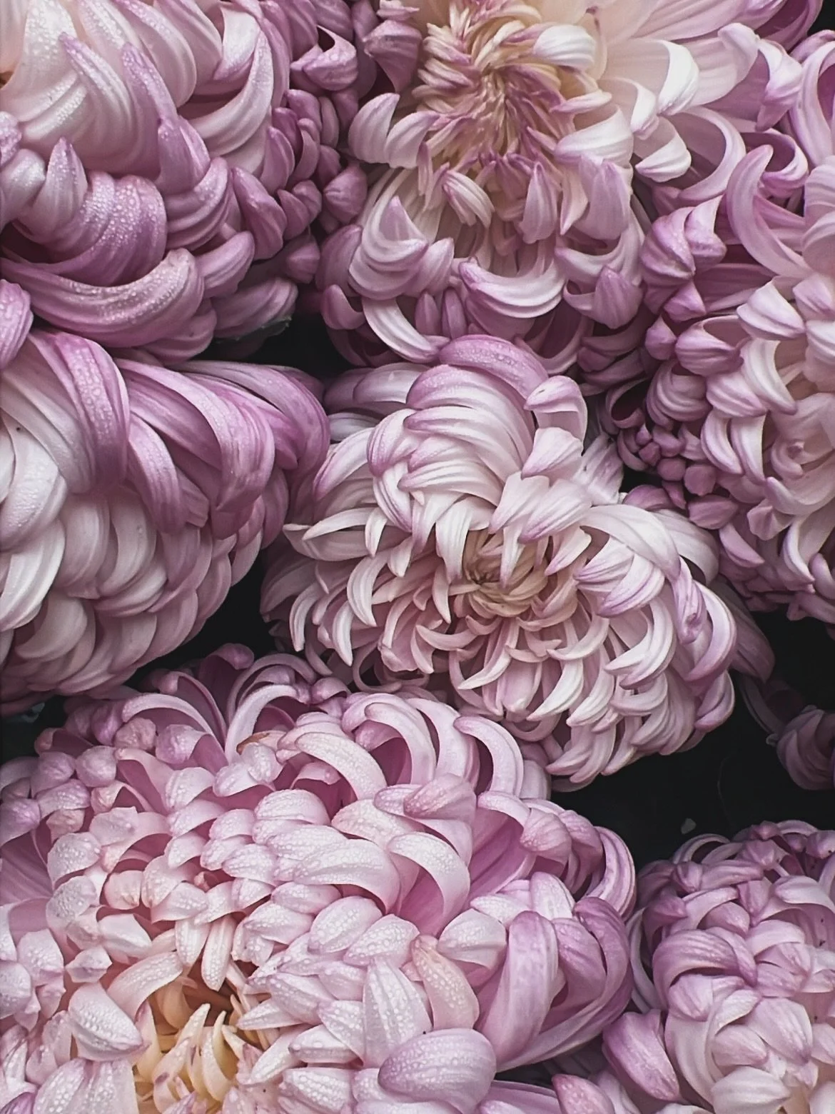 November looked simple. Lots of time spent raking leaves and stringing orange garlands. Pretty blue skies and a lot to be thankful for. &hearts;️