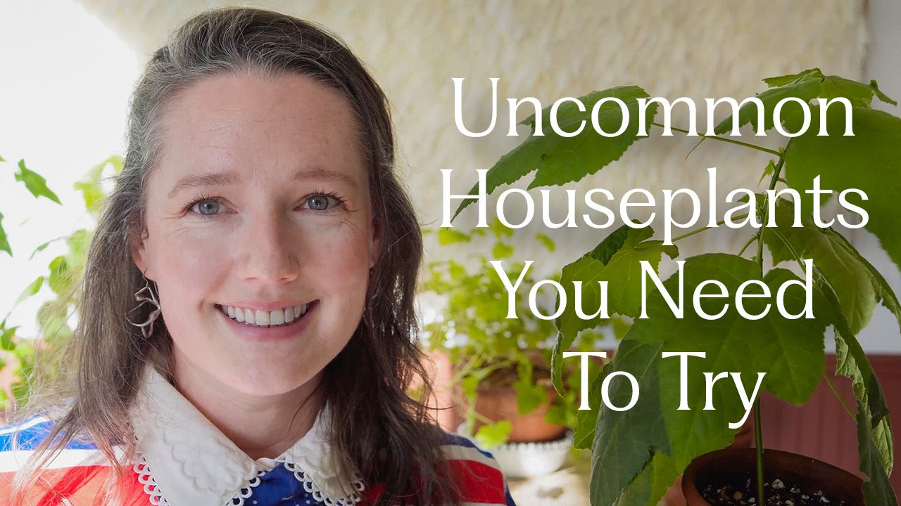 Video: Uncommon Houseplants You Should Know About