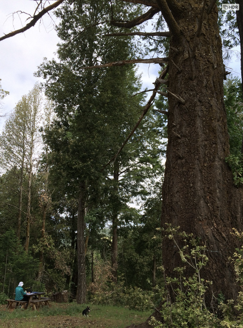 The Big Fir, Mr Gigantic