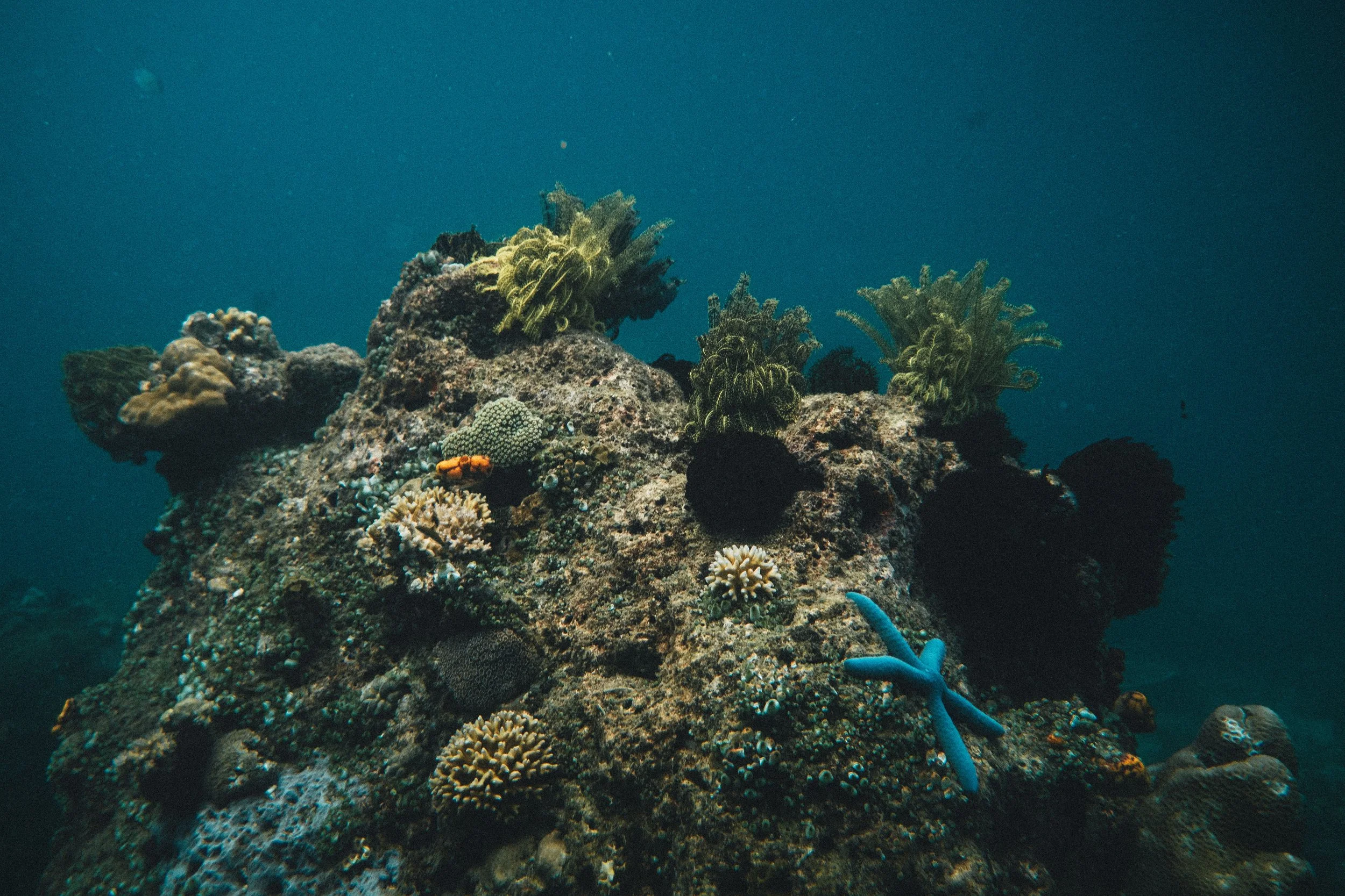 starfish print 1-0210-2.jpg