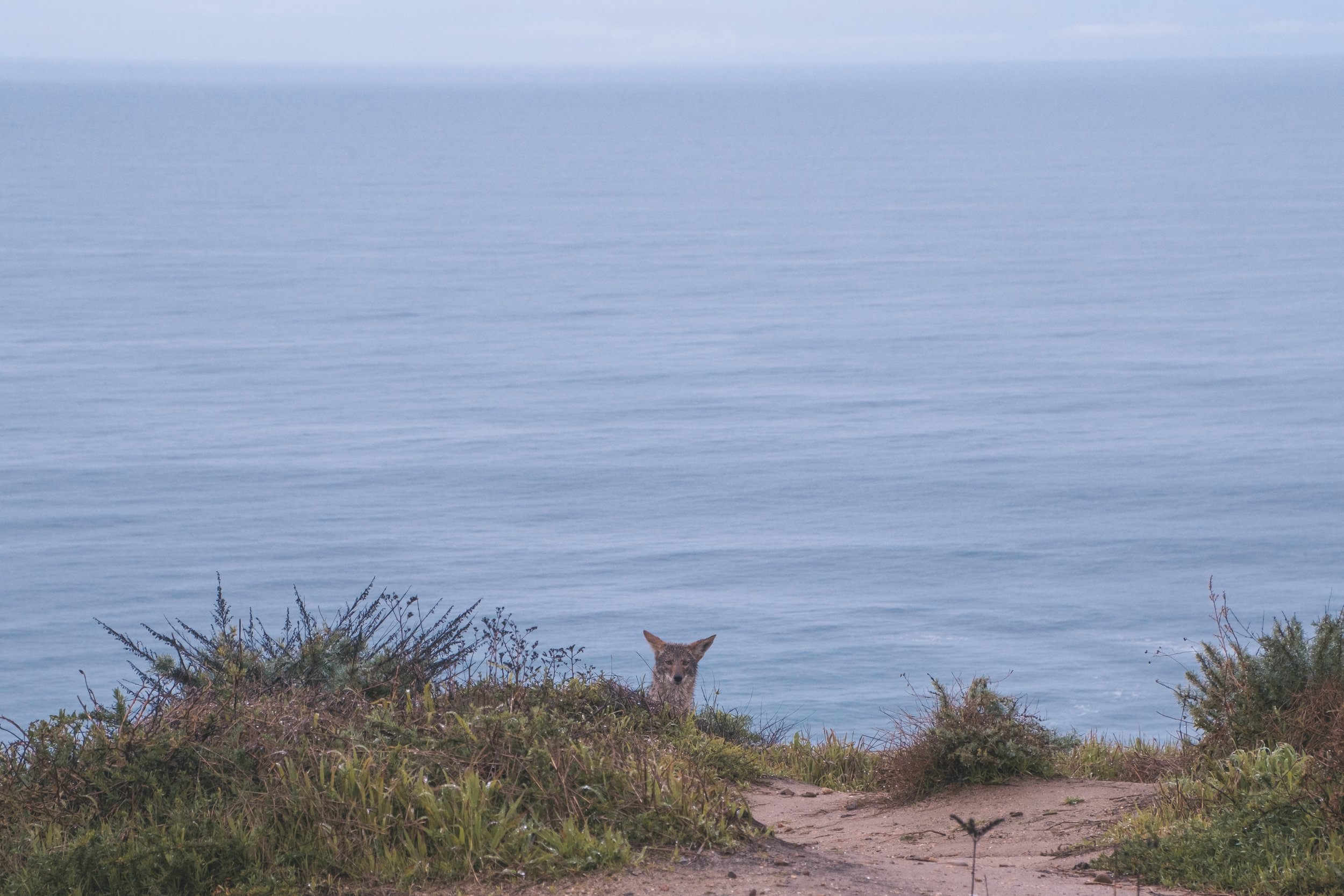  My midday companion. 