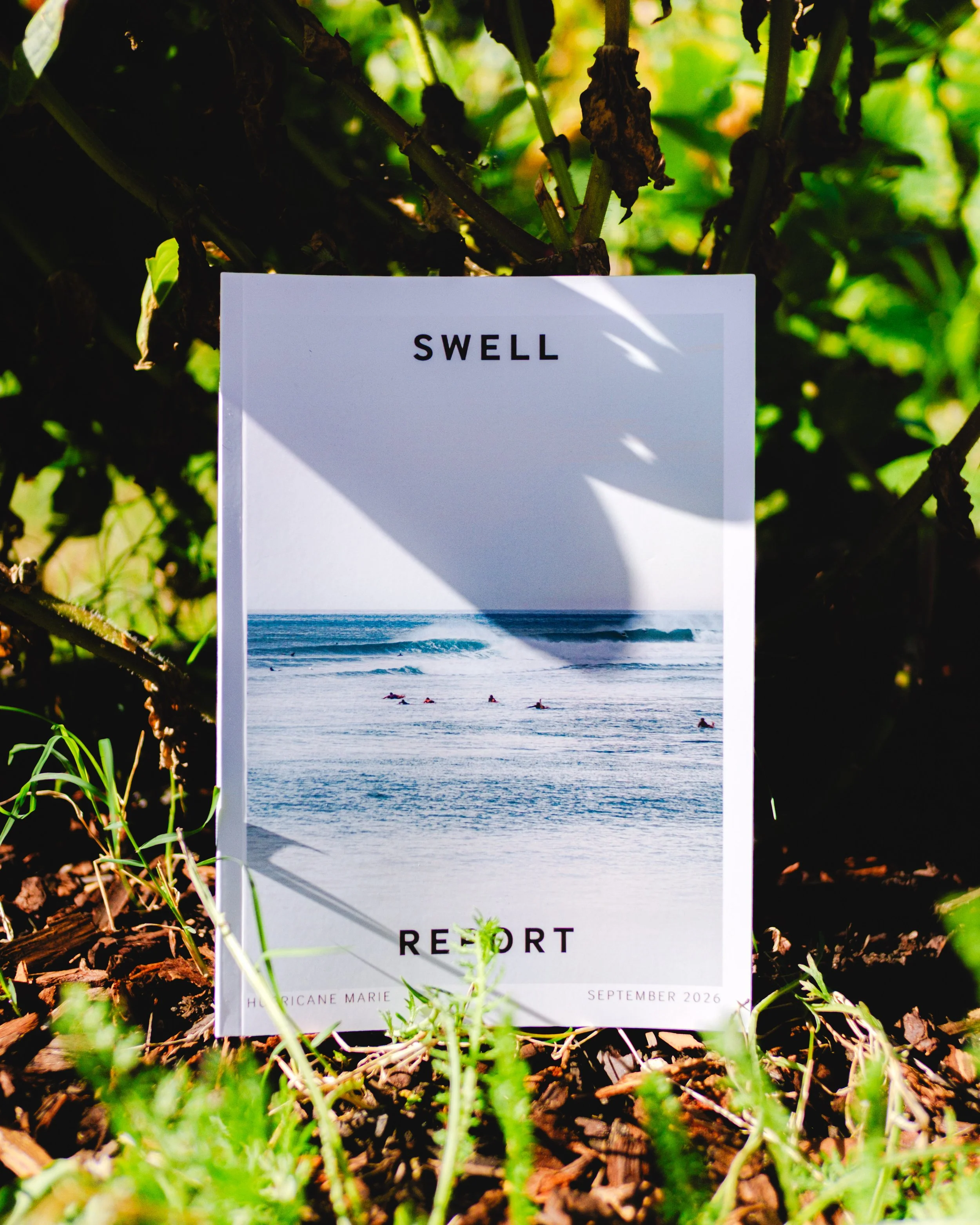 Swell Report resting among green leaves in dappled sunlight.