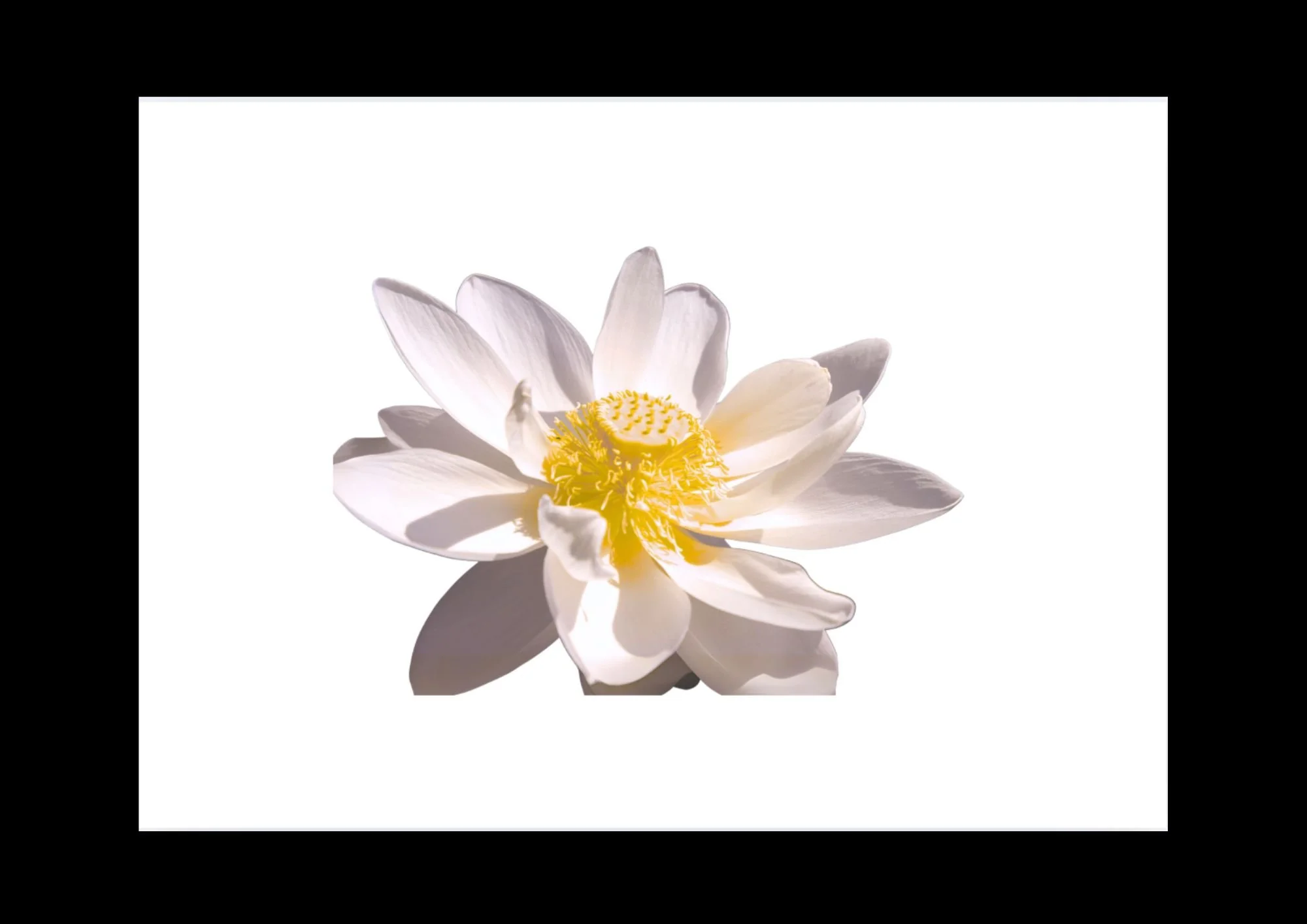 White flower with yellow stamens on a white background