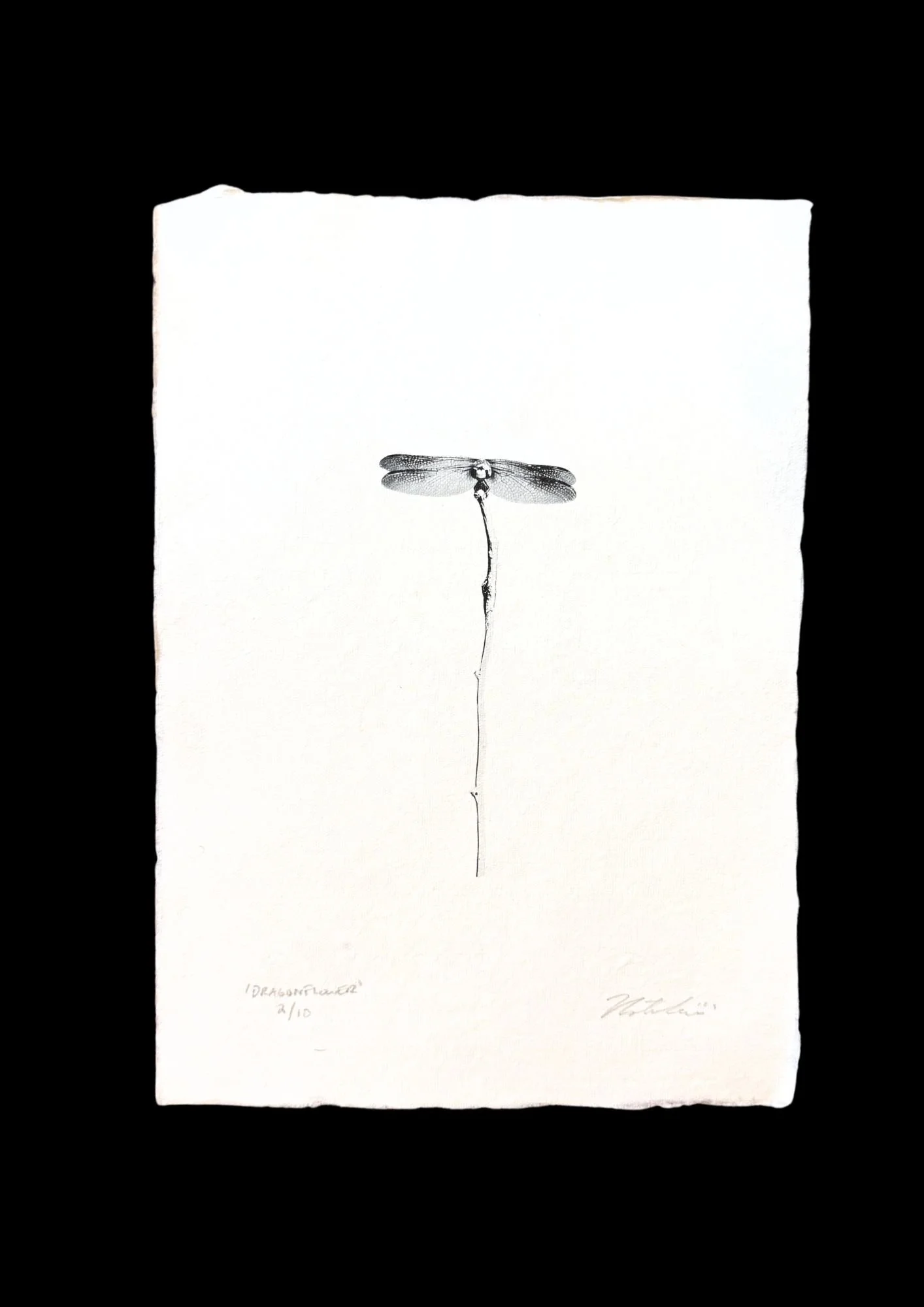 Drawing of a dragonfly with transparent wings on a white background.