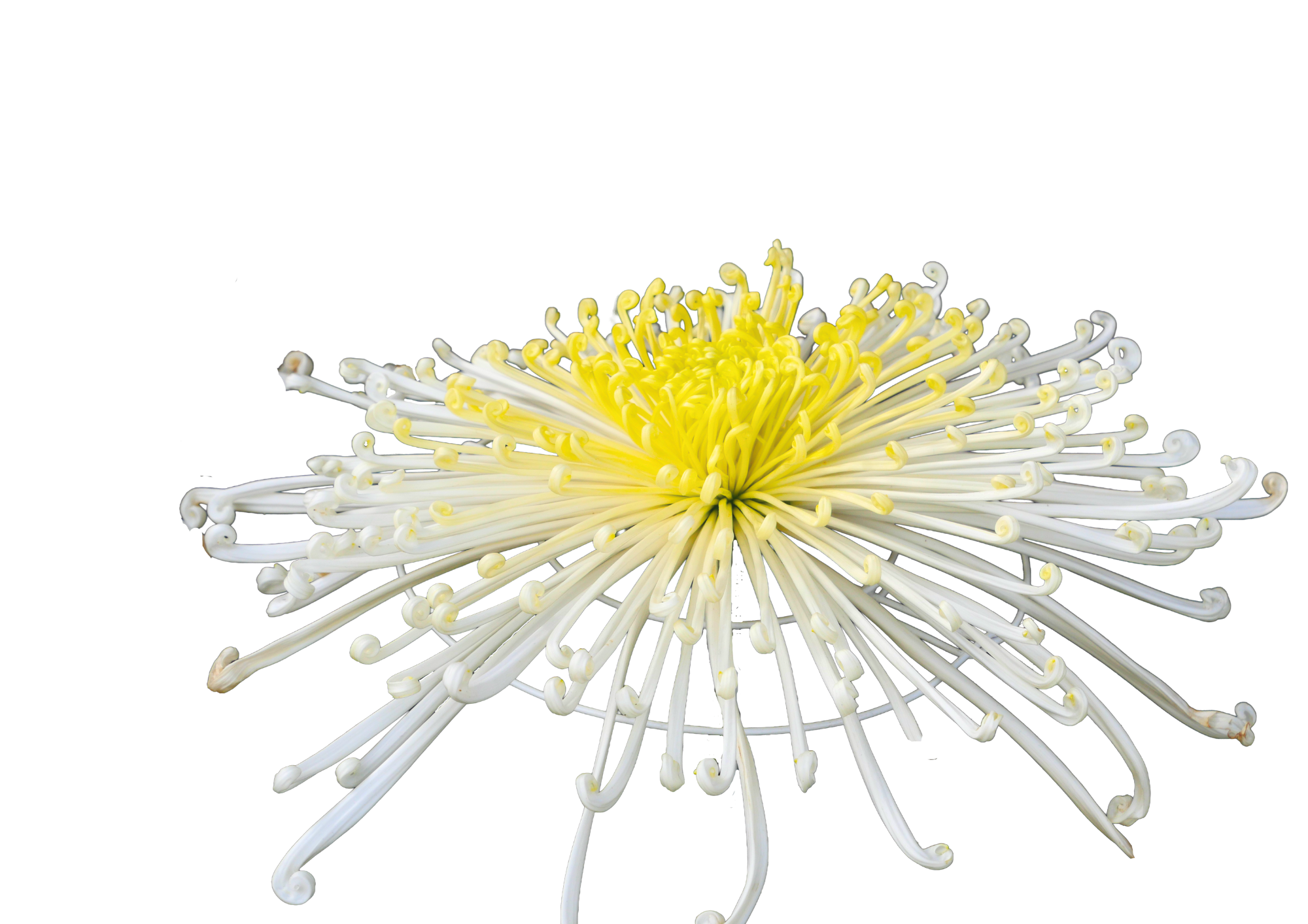 Crysanthemum A4 Test print.png