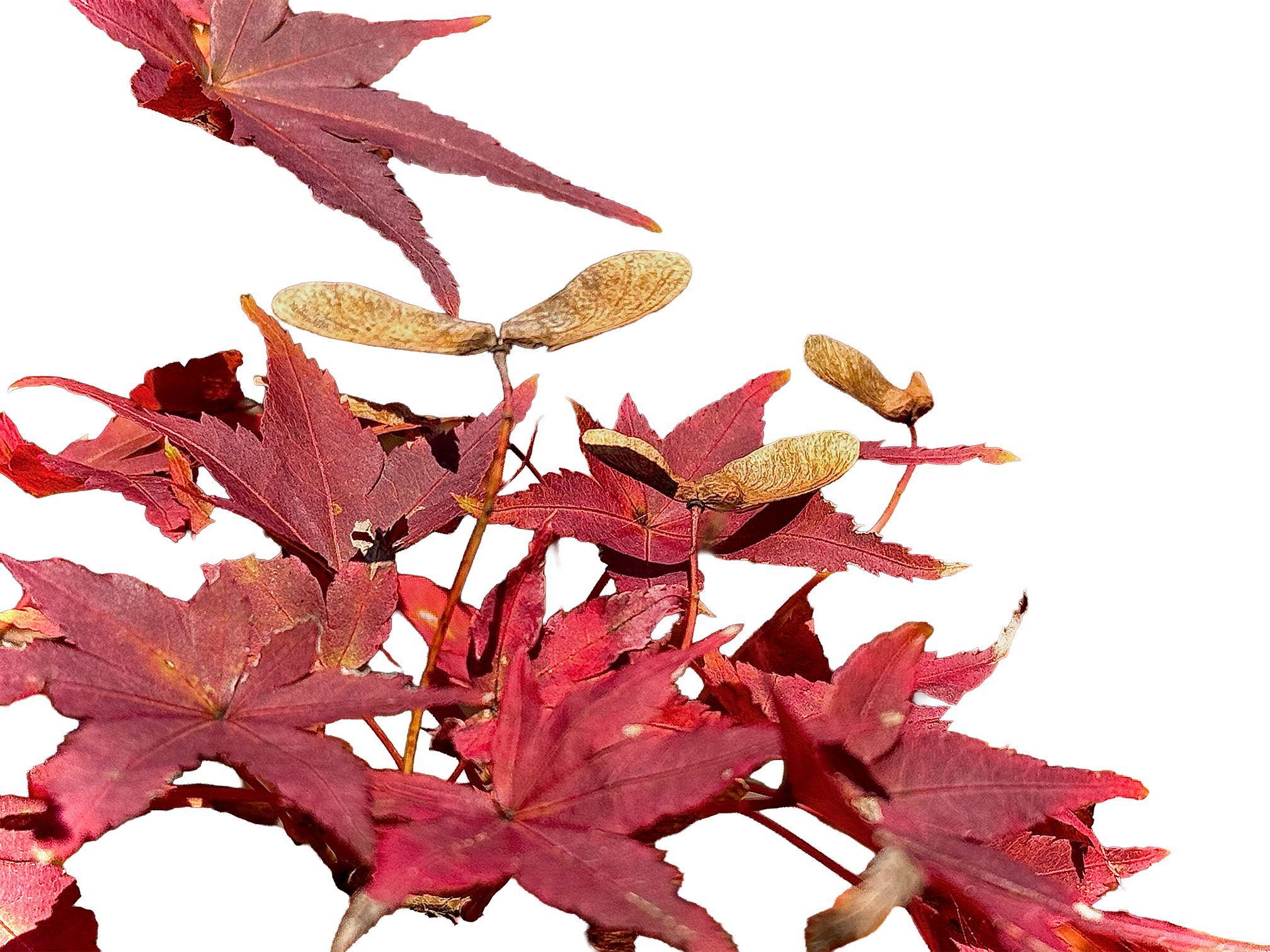 edited maple pods smaller.png