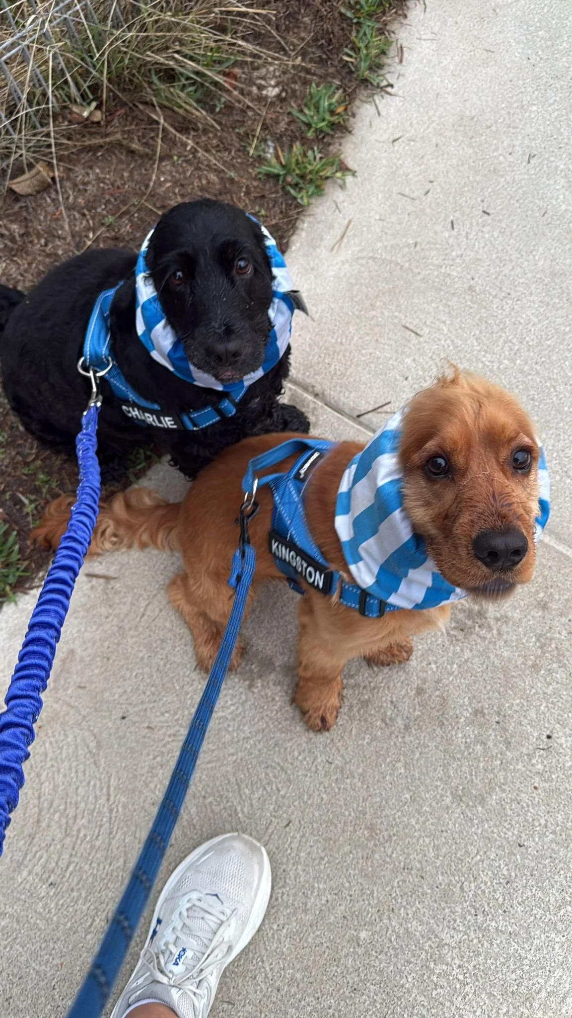 Charlie & Kingston - Albury NSW (Lake Hume Snoods)