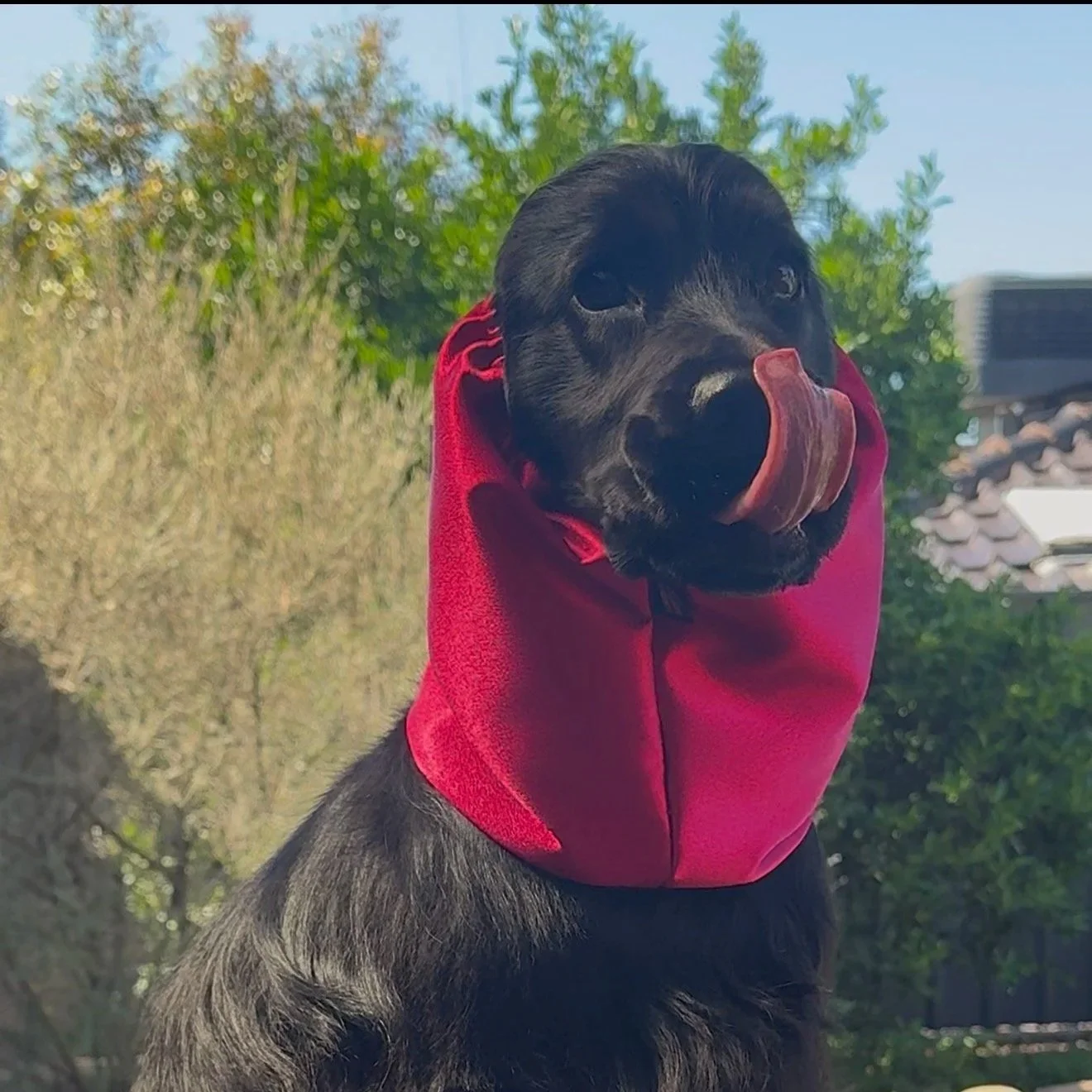 Maggie, NSW - (Maggie Luxe Snood)