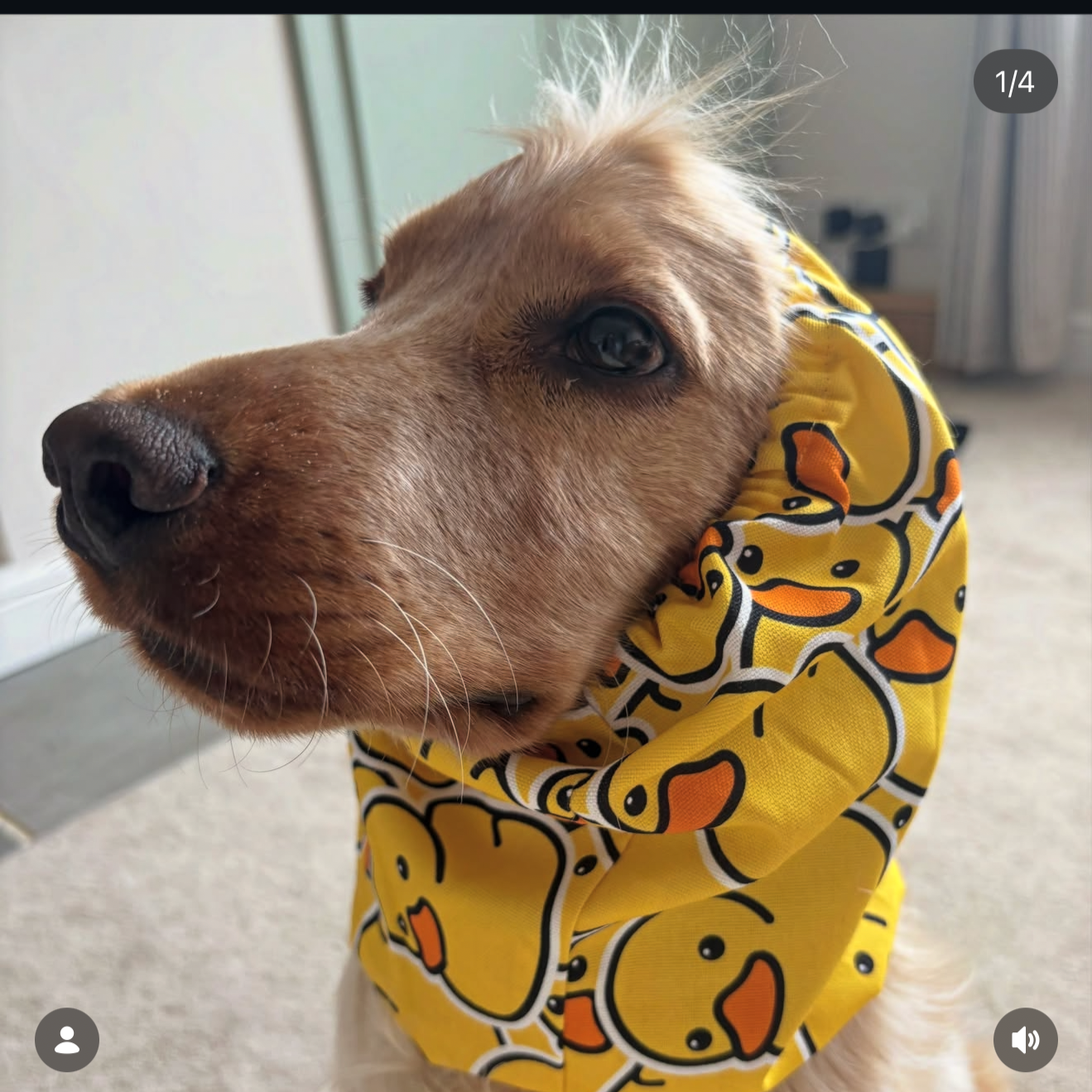 Barney, England UK - Ducky Snood (size M) 