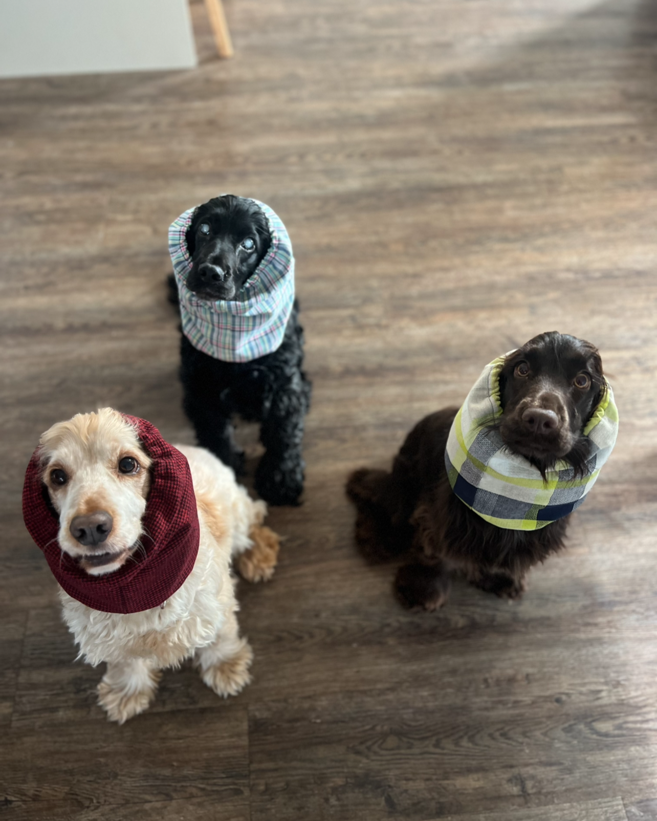 Paulie, Cleo and Lenny - NSW