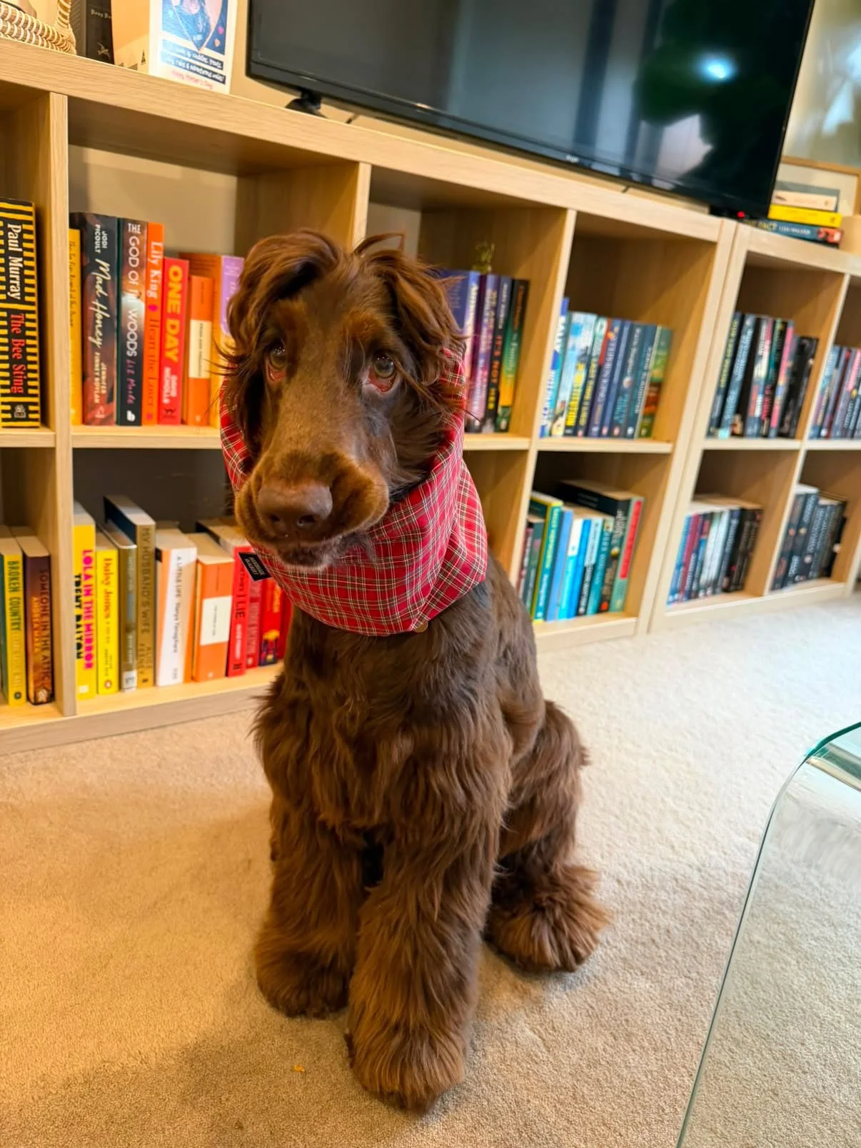 Rupert, Sydney - (Sir Teddy Cocker Tartan Snood - slim fit)