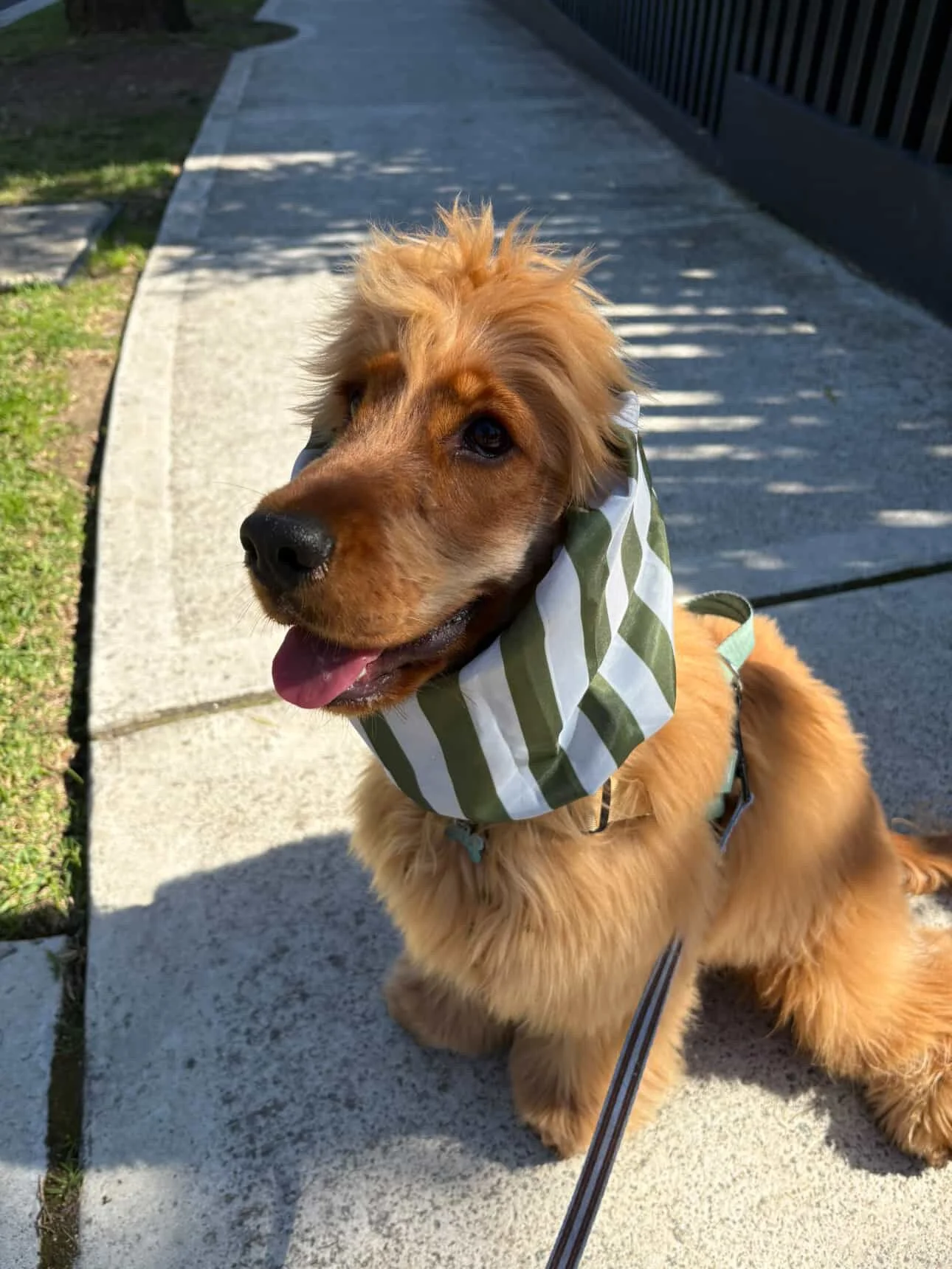 Franklin, NSW - Kingston K Adventure Snood size *custom fitted*
