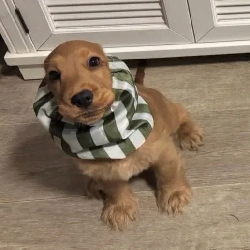 Theo - NSW, Kingston K Adventure Snood