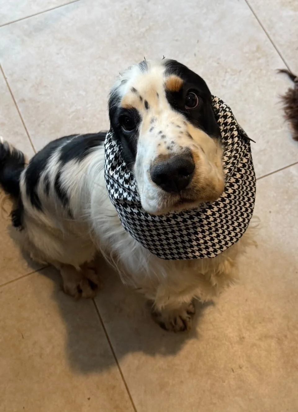 Frank, Southern Highlands NSW - (Frank's Houndstooth Snood)