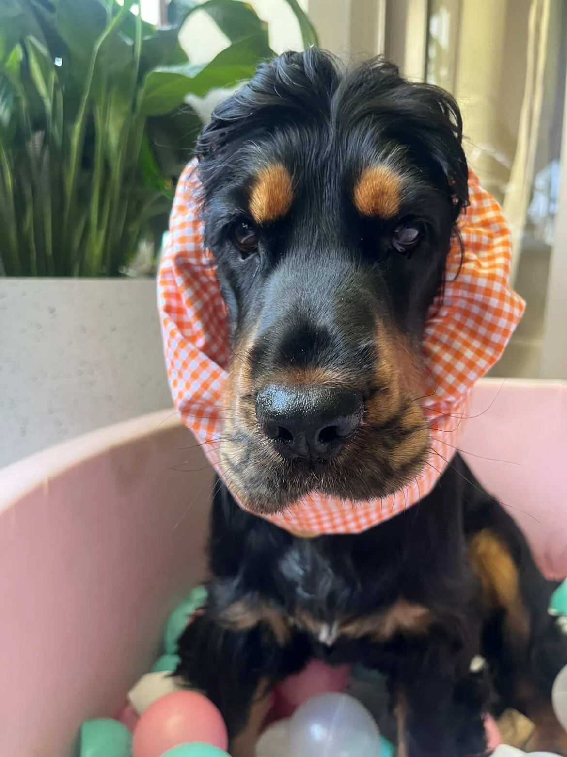 Winnie - (Sadie Grace Adventure Snood - size M)
