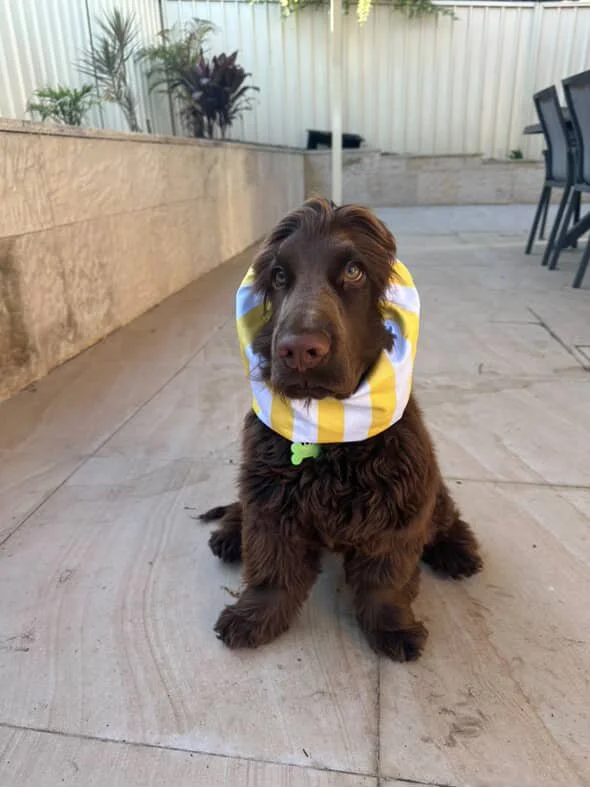 The Noreuil Stripe Snood - ** SOLD OUT **