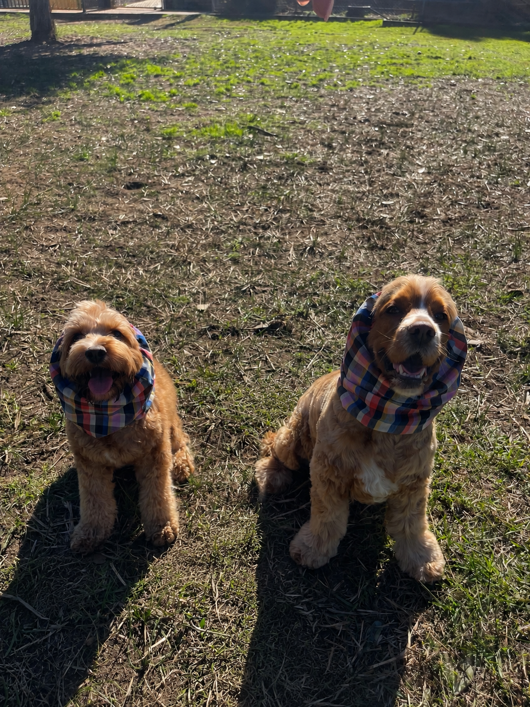 Daisy & Benny, Sydney (Pippin Plaid Snoods - size M)