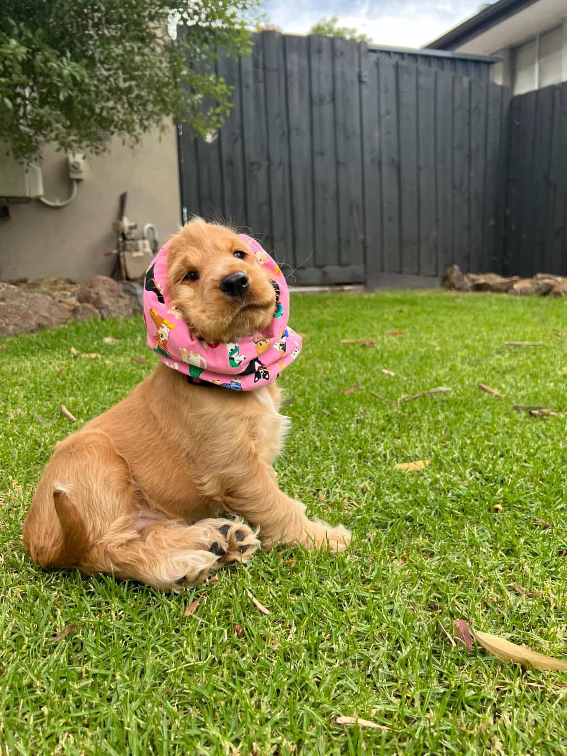 Nanny, NSW (Ruby-Jayne Snood)