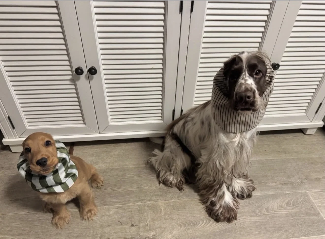 Theo & Byron (Kingston K & Desi Adventure Snoods)