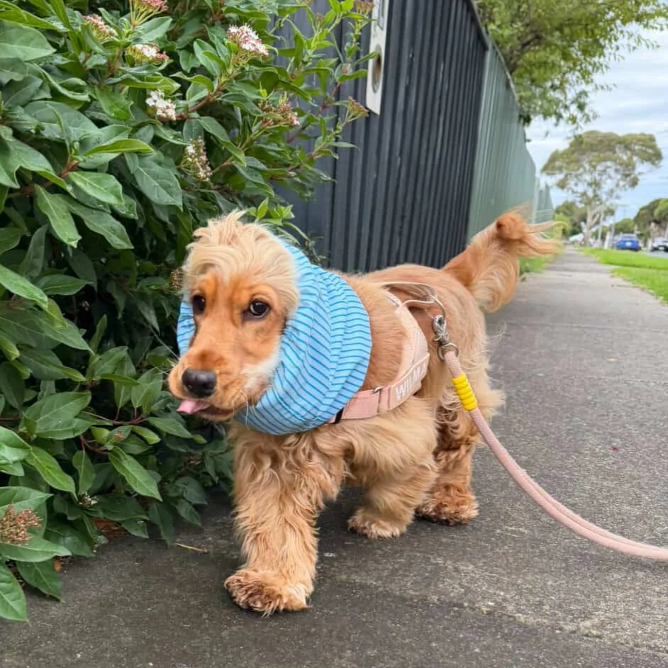 Greg Adventure Water-resistant Snood