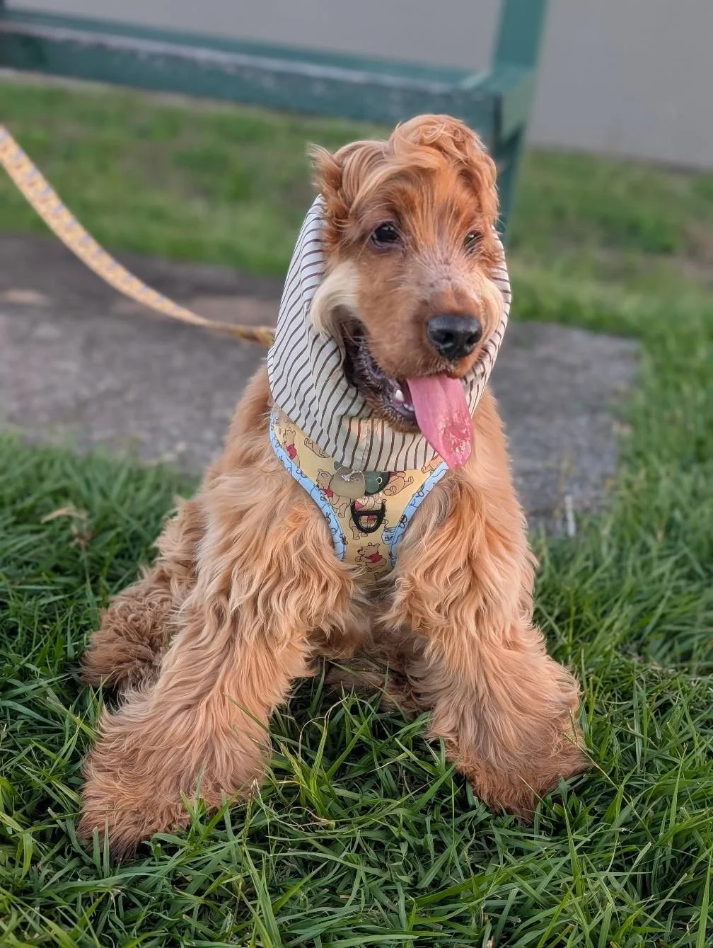 Moose, VIC (Desi Adventure Snood)