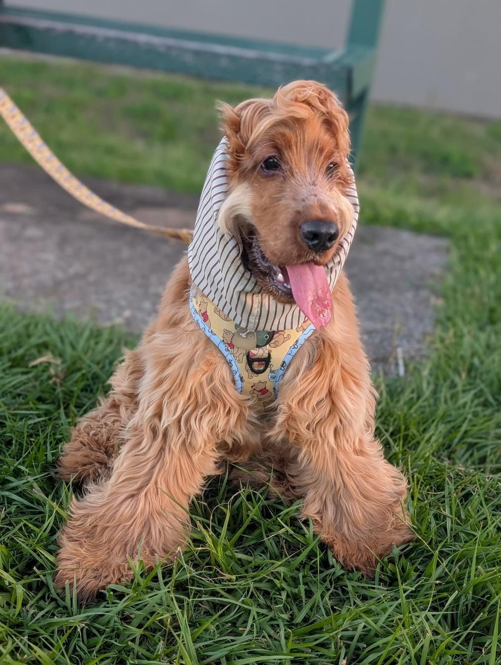 Desi Adventure Snood  ⭐ #1 Best Seller