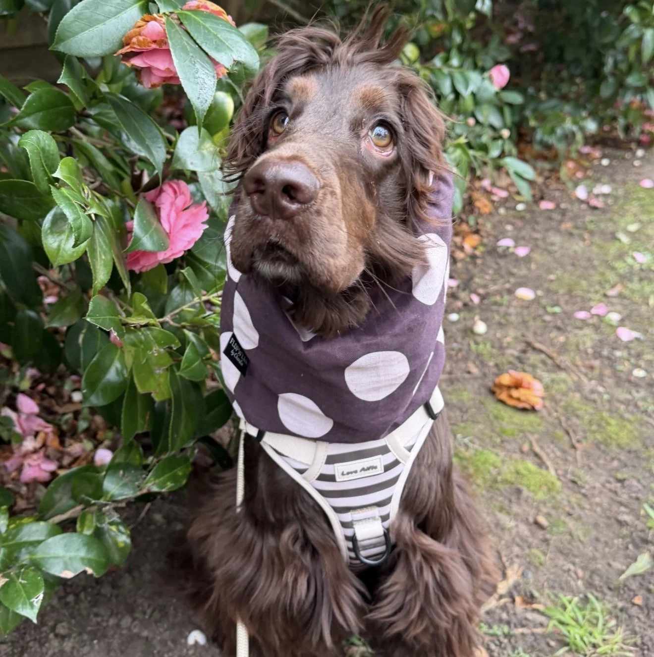 Rupert, Sydney - (Colin James Polka Dot - size M)